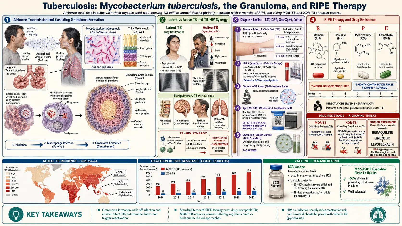 Tuberculosis — scientific infographic poster