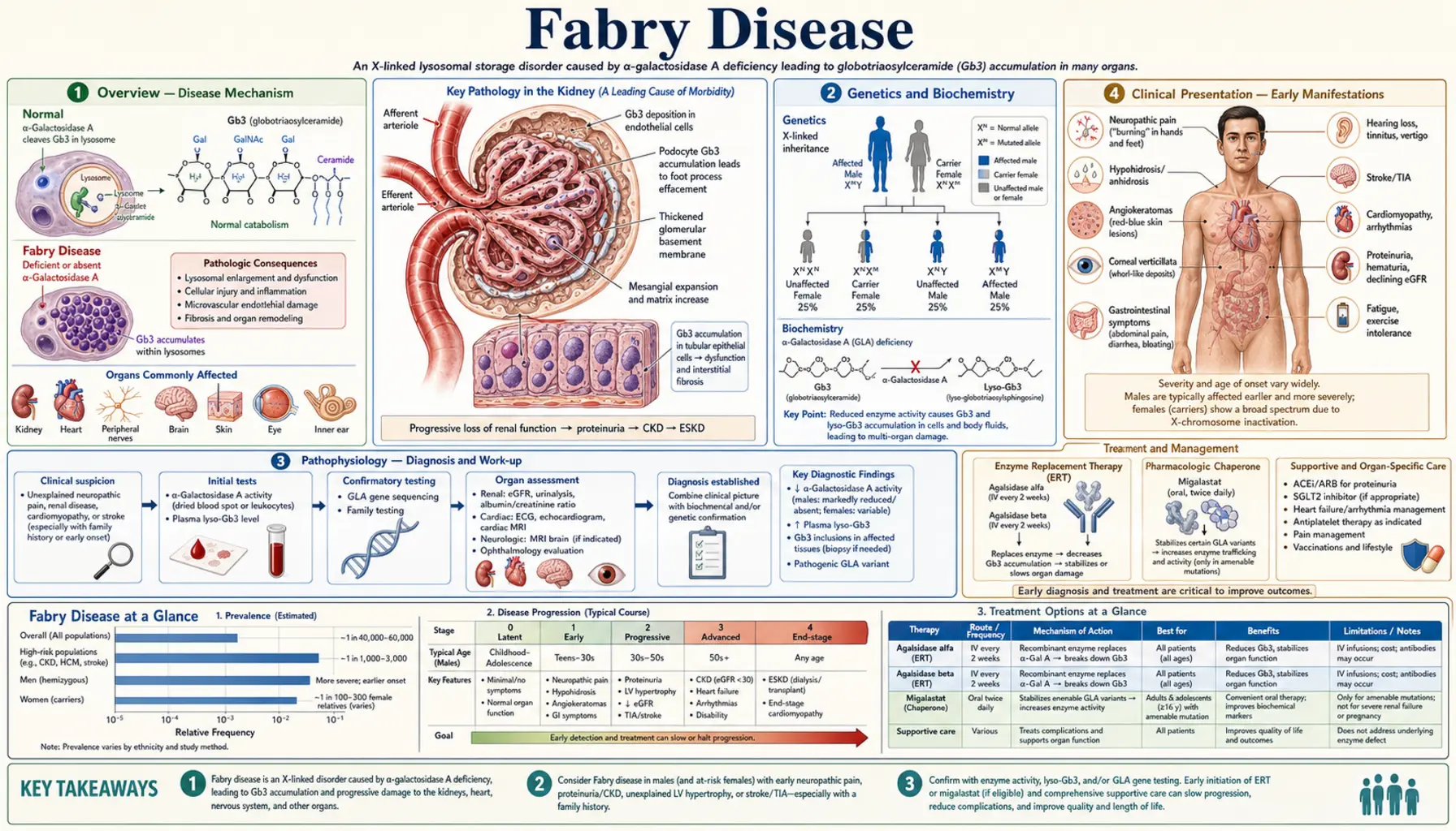 Fabry Disease — scientific infographic poster