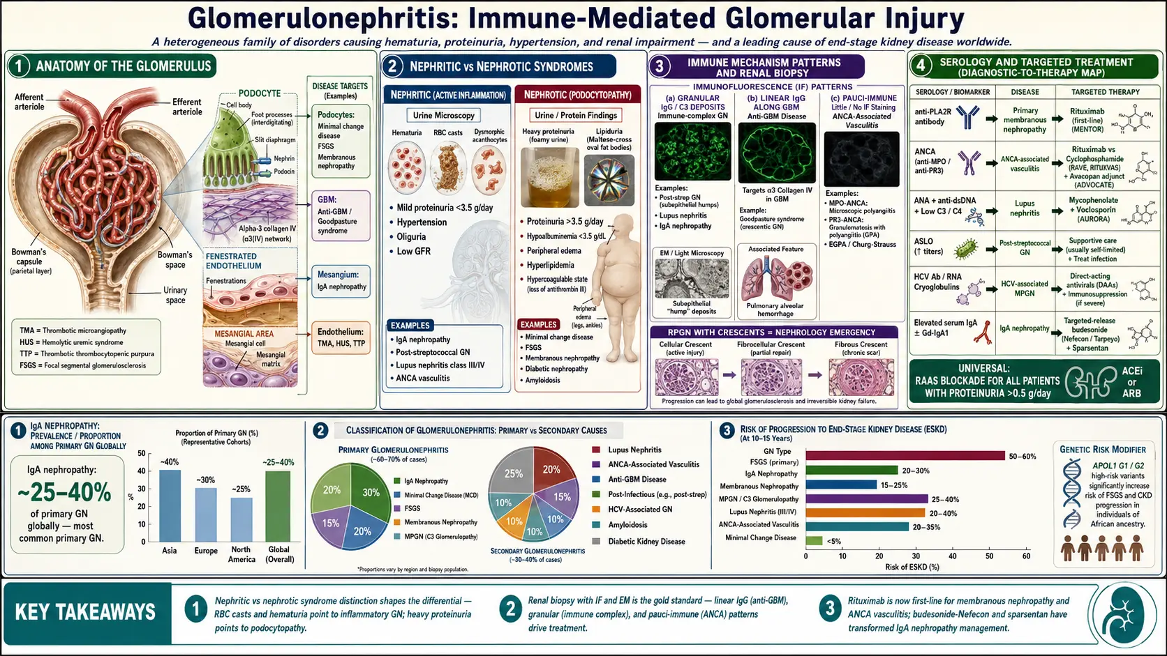 Glomerulonephritis — scientific infographic poster