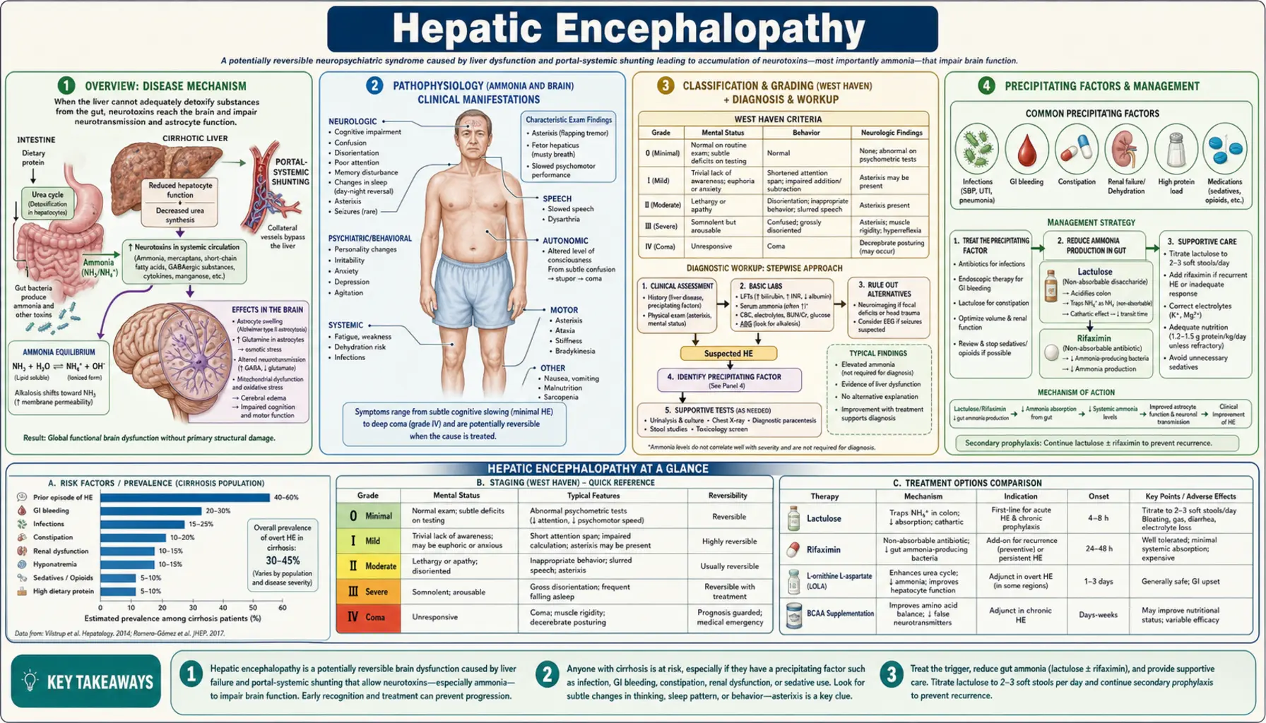 Hepatic Encephalopathy — scientific infographic poster