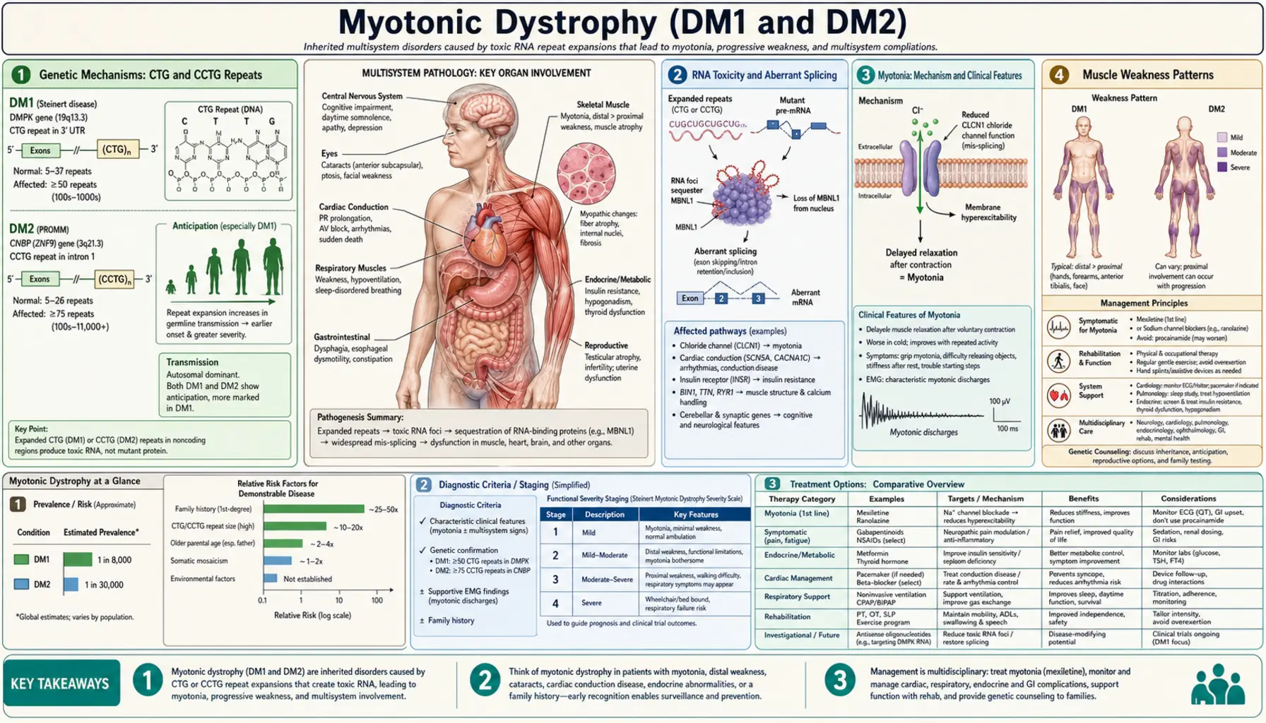 Myotonic Dystrophy — scientific infographic poster