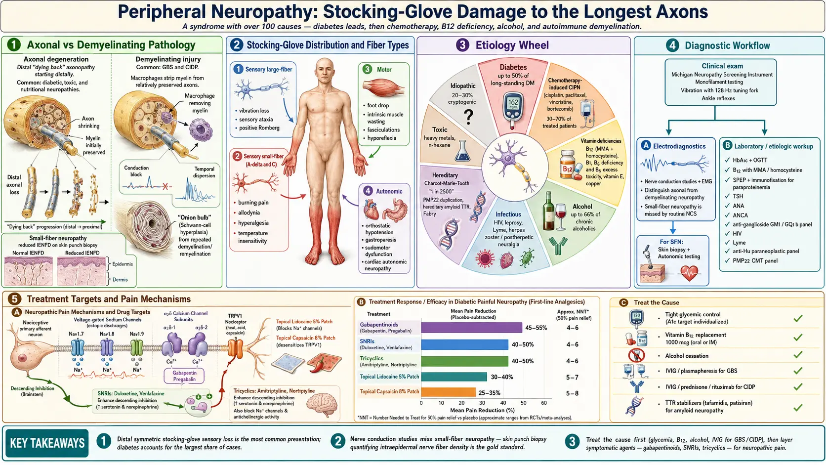 Peripheral Neuropathy — scientific infographic poster