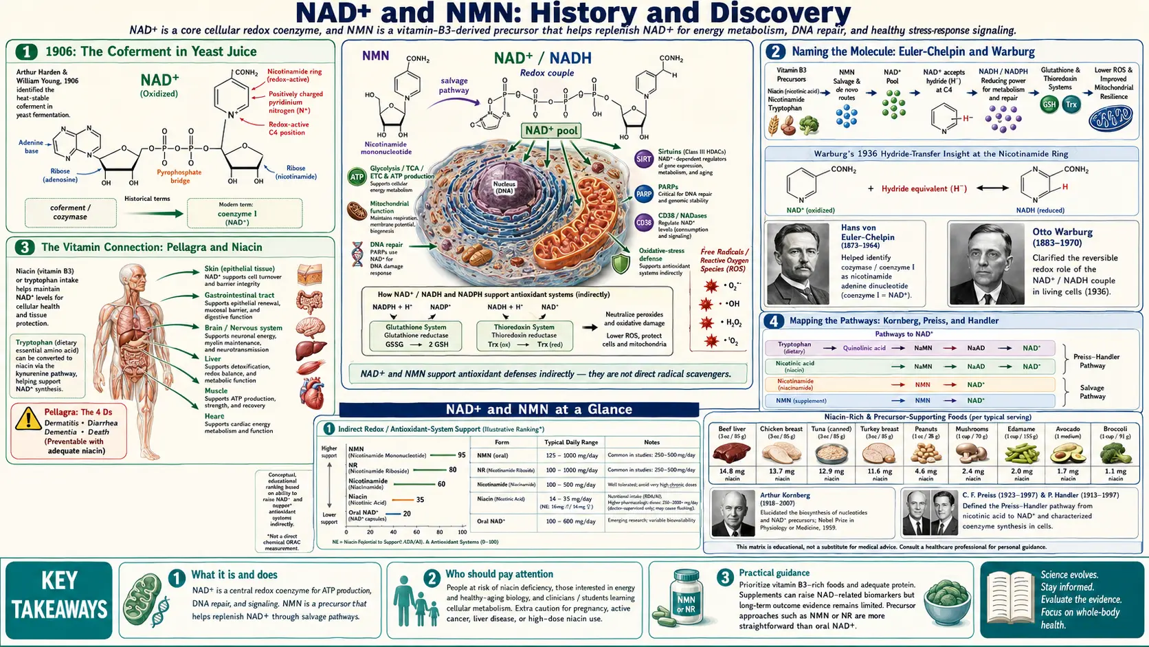 History — scientific infographic poster