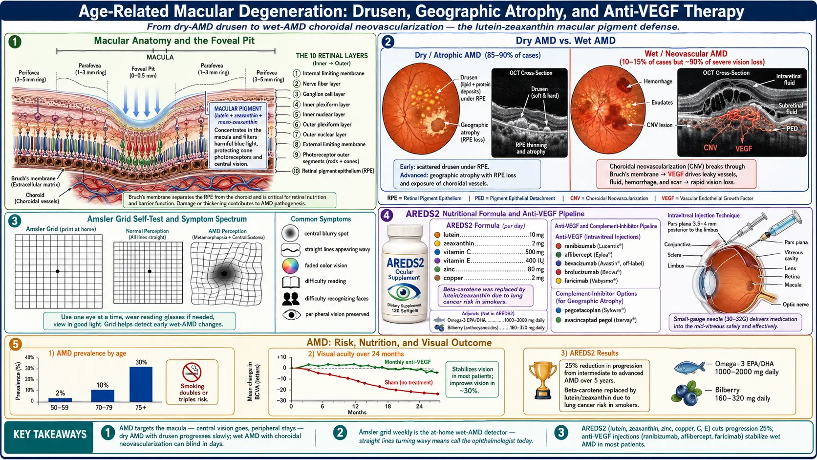 Macular Degeneration — scientific infographic poster