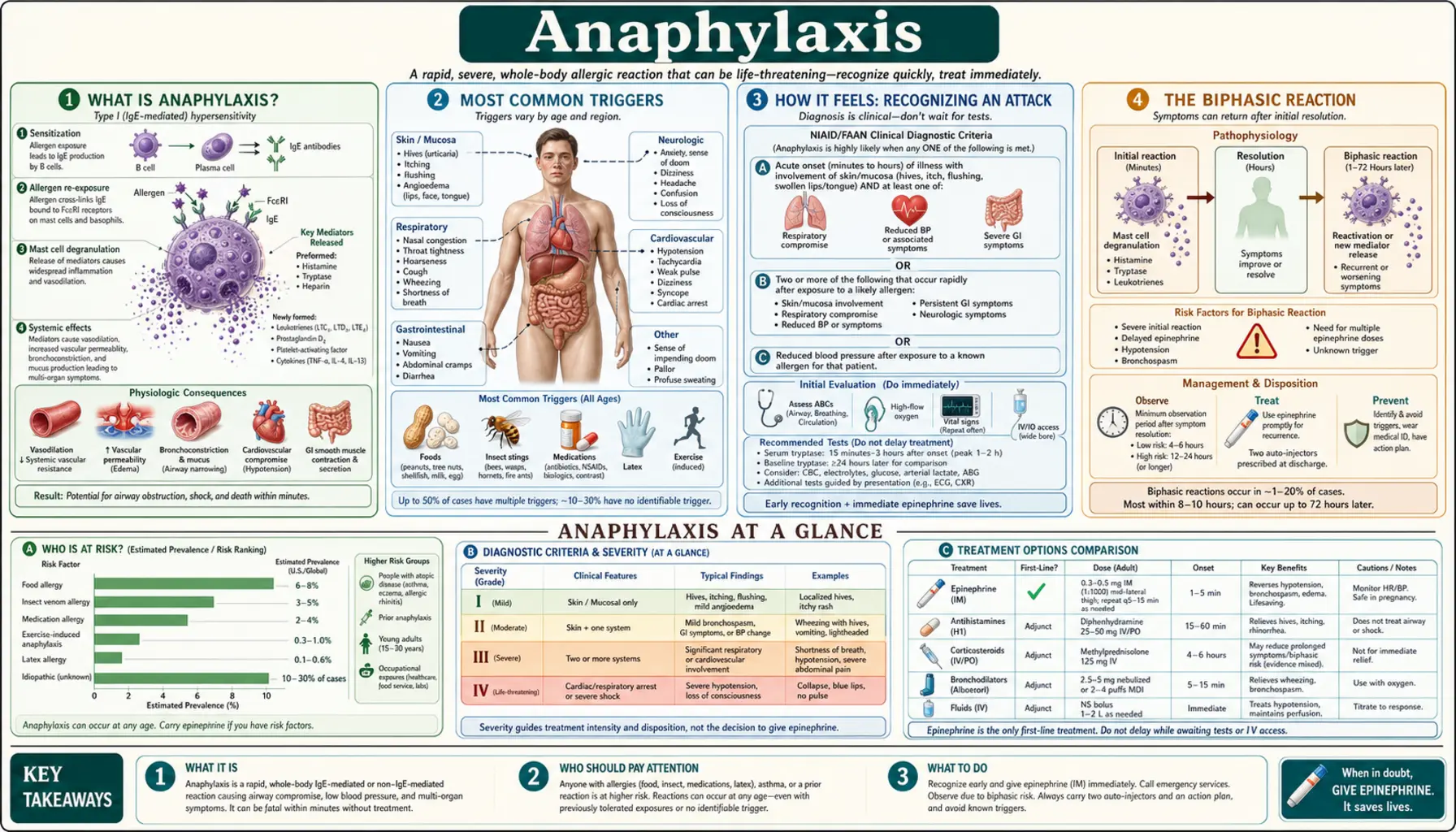 Anaphylaxis — scientific infographic poster
