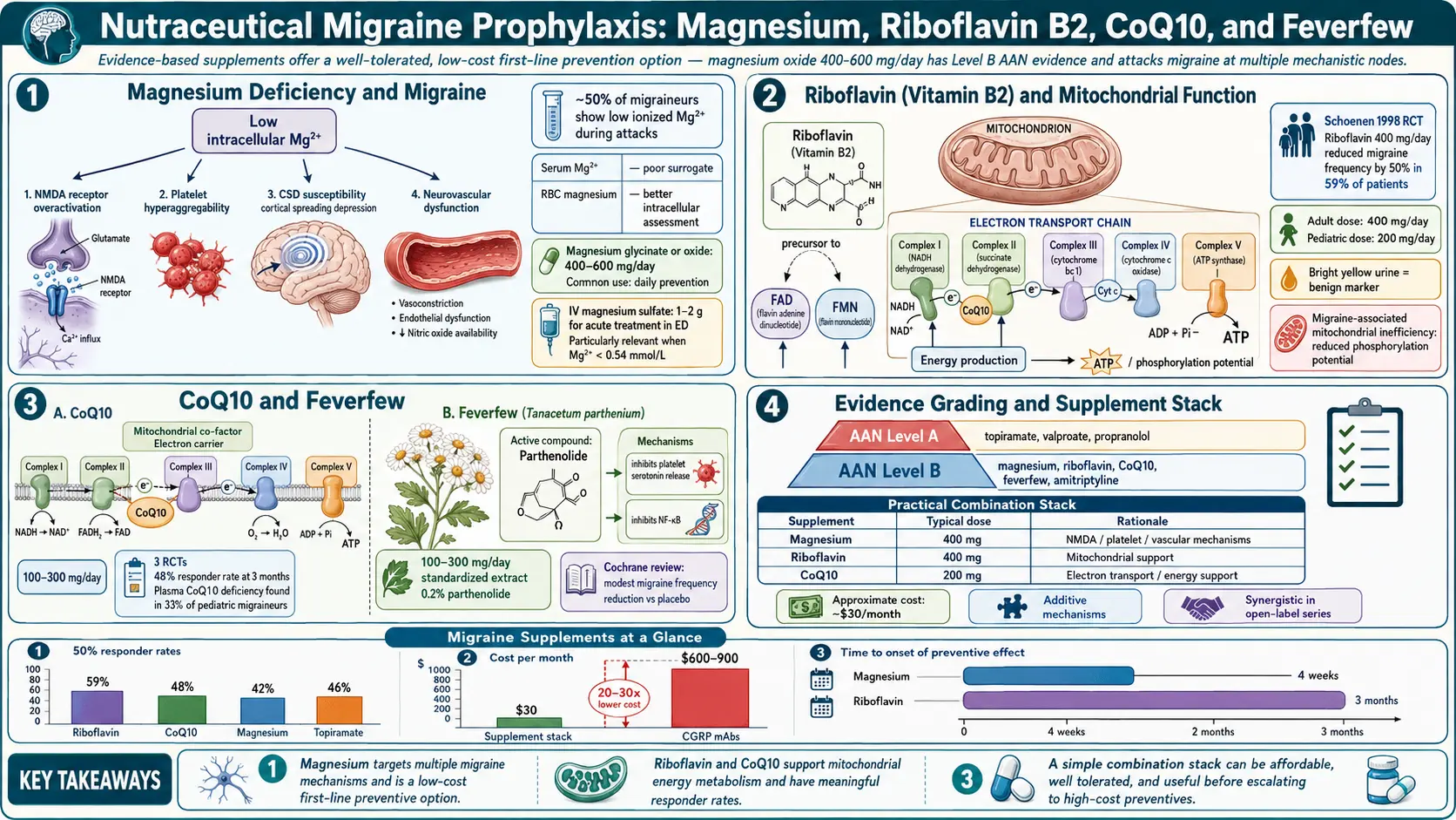 Magnesium Riboflavin and Supplements — scientific infographic poster