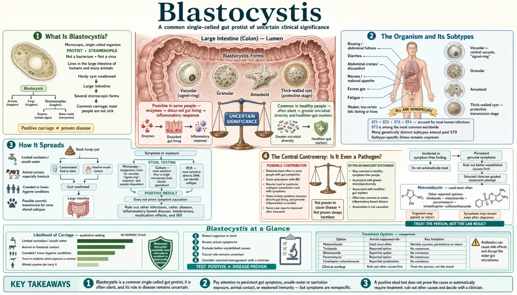 Blastocystis — scientific infographic poster