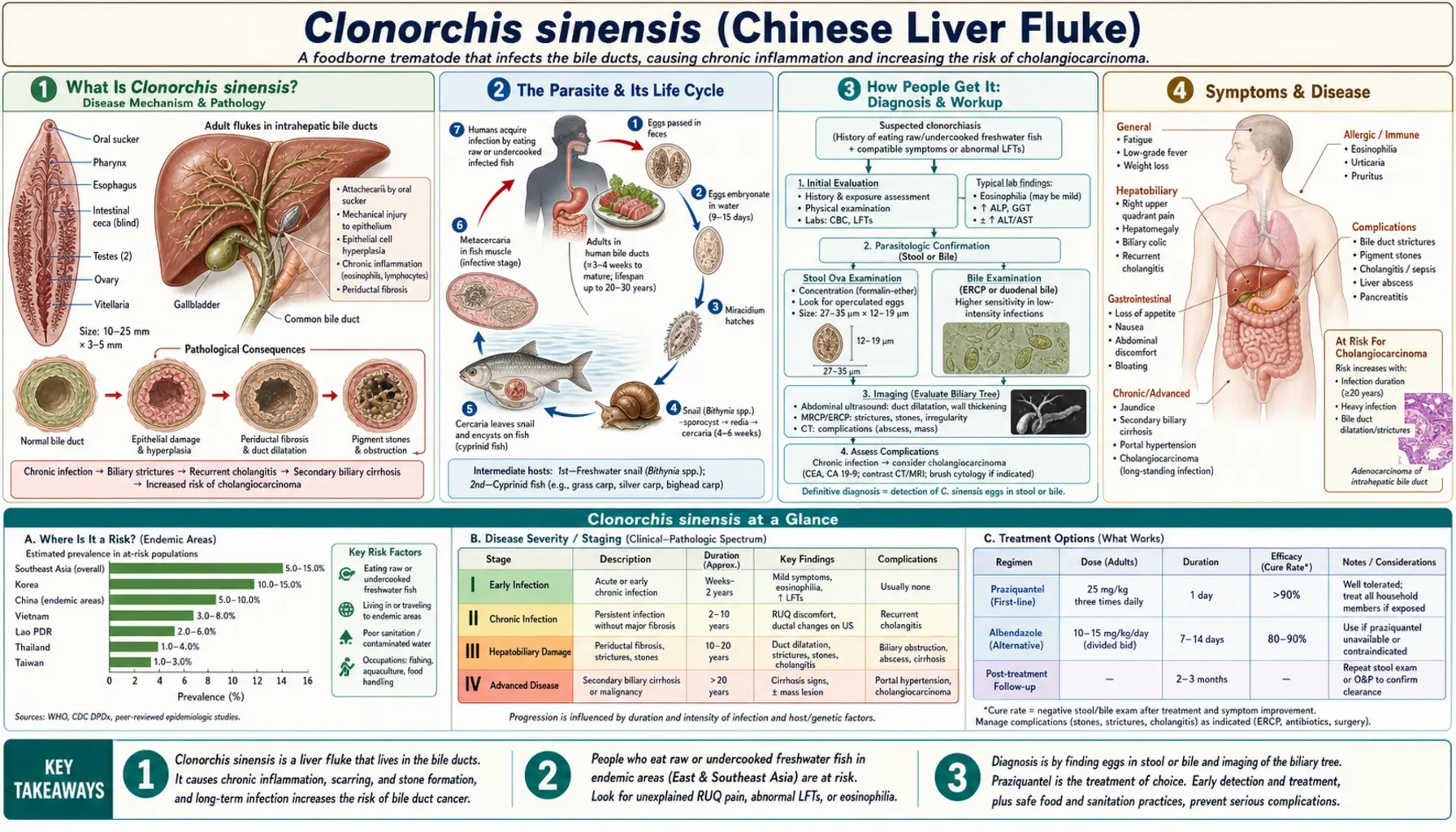 Clonorchis Sinensis — scientific infographic poster