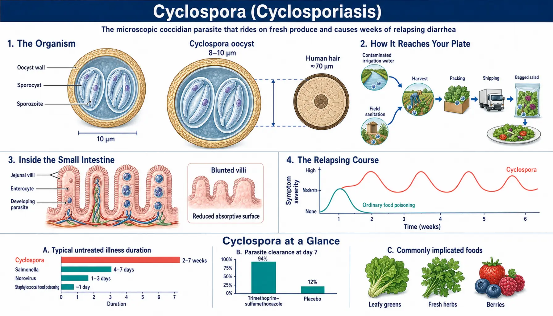 Cyclospora — scientific infographic poster