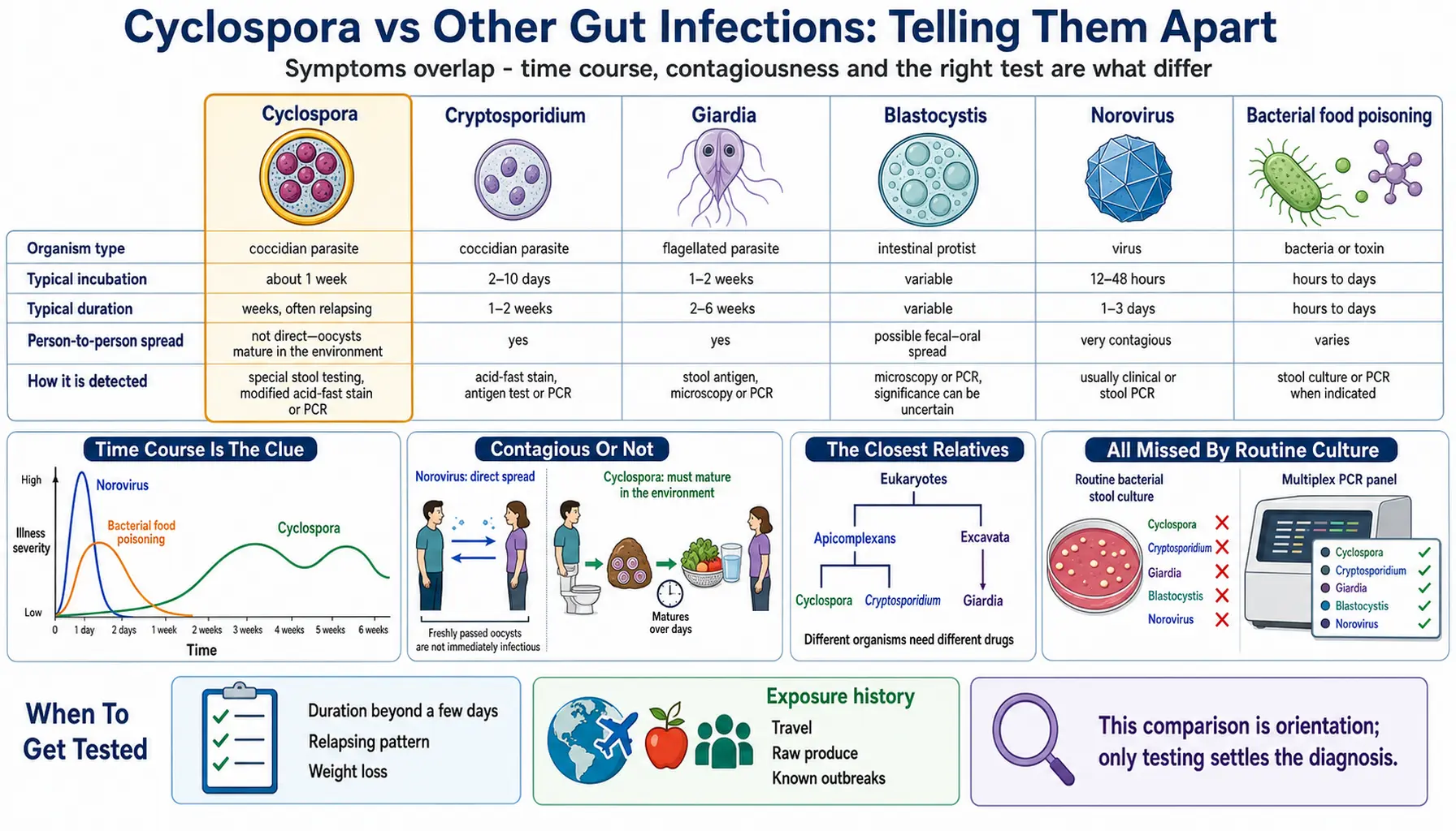Cyclospora vs Other Gut Infections — scientific infographic poster