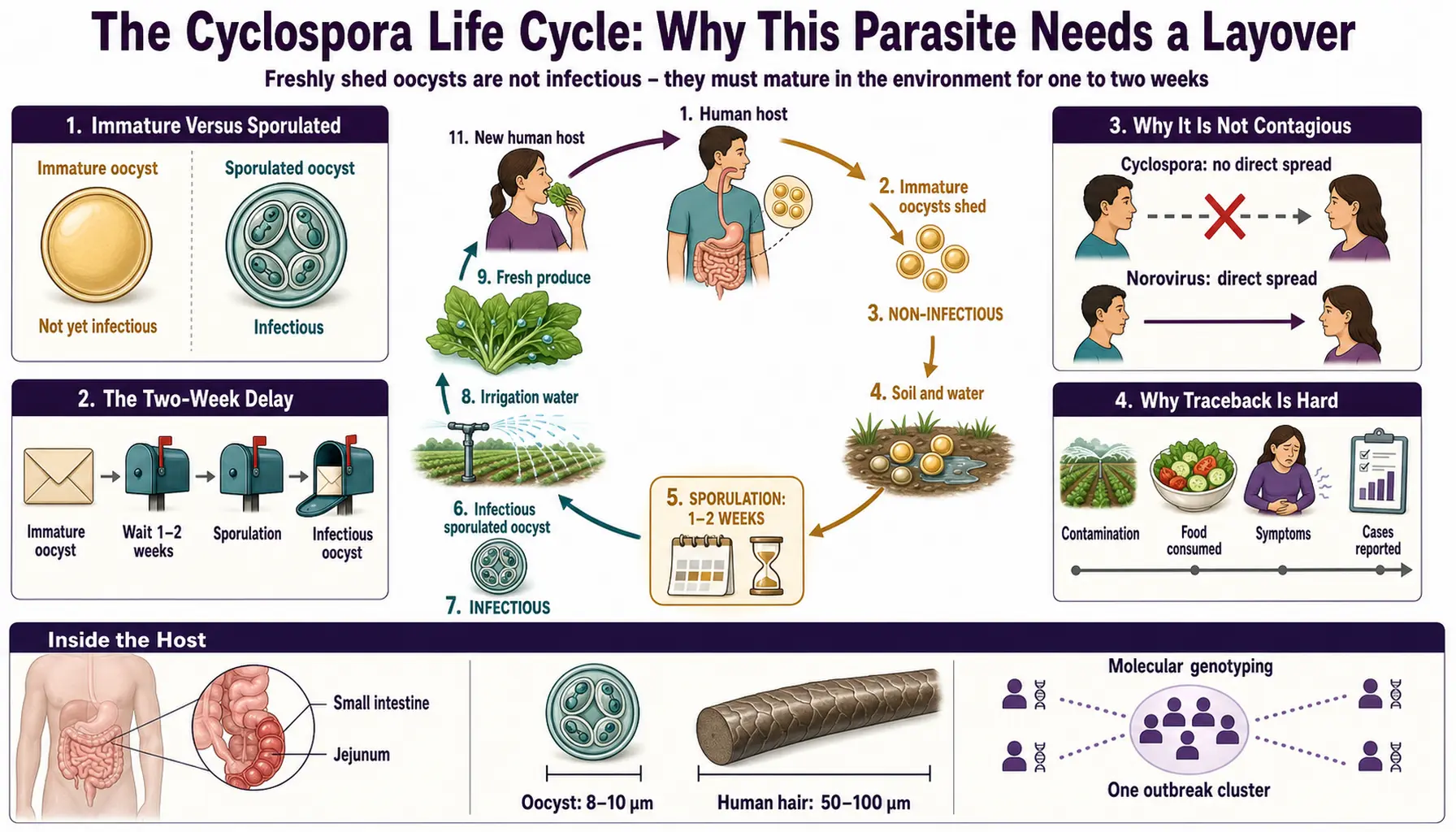 Life Cycle and Sporulation — scientific infographic poster