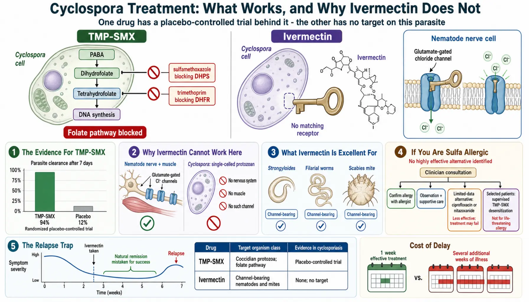 Treatment and the Ivermectin Question — scientific infographic poster