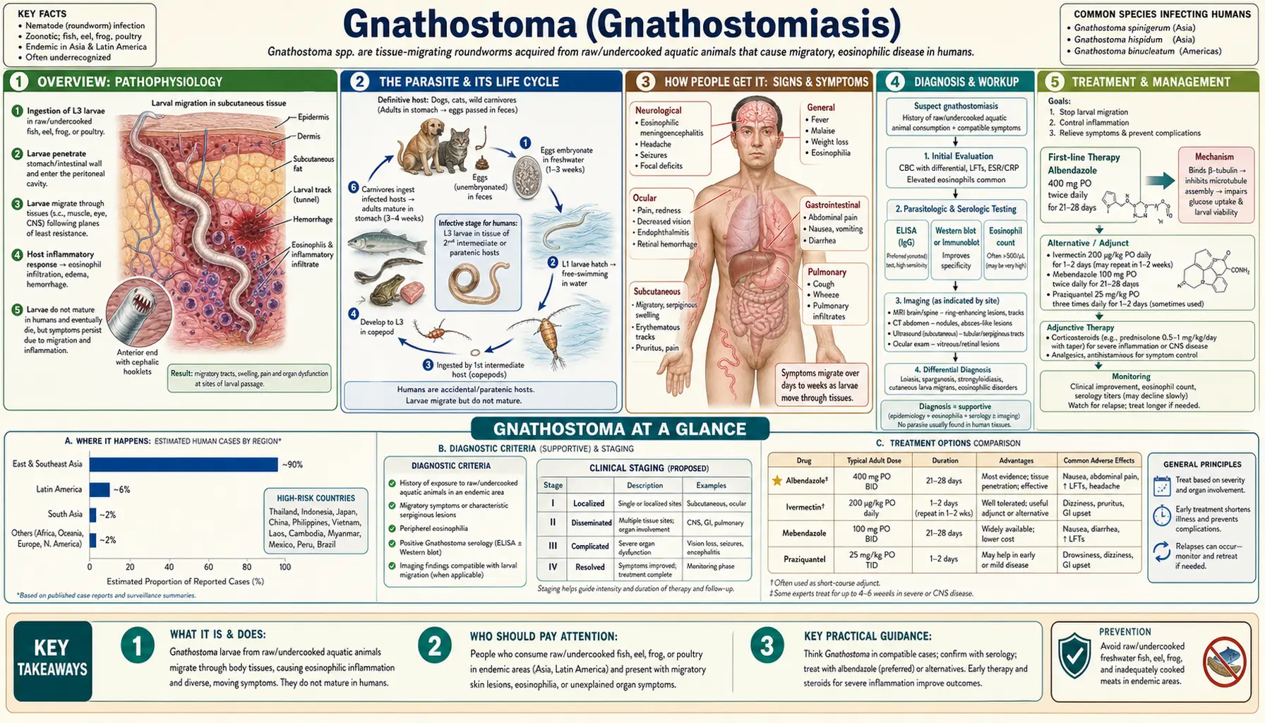Gnathostoma — scientific infographic poster