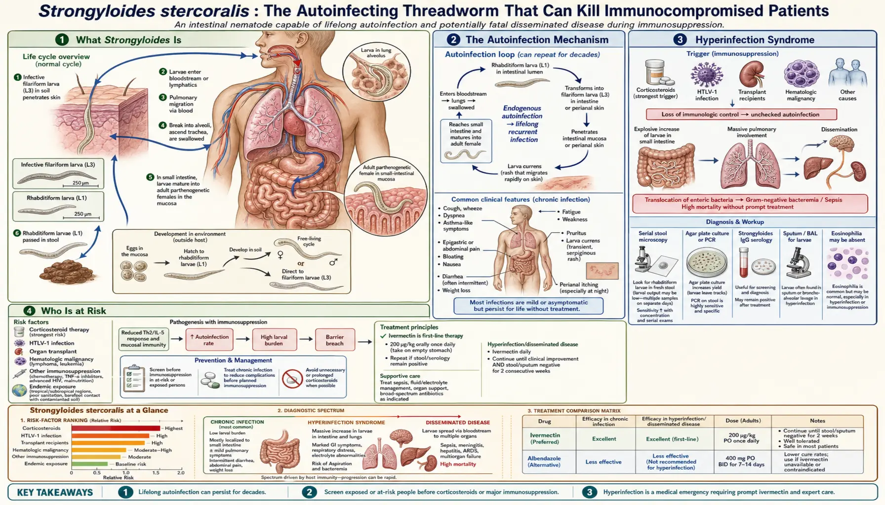 Strongyloides — scientific infographic poster