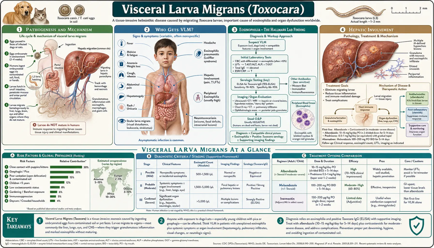 Visceral Larva Migrans — scientific infographic poster