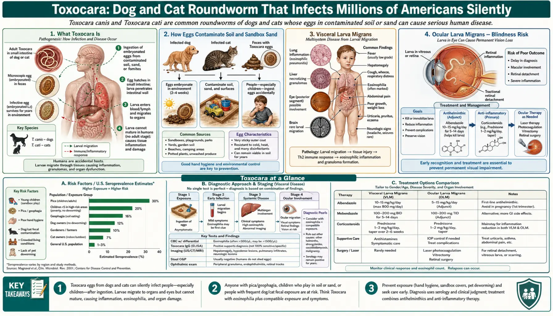 Toxocara — scientific infographic poster