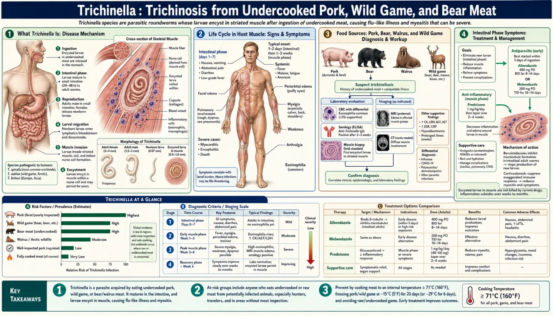 Trichinella — scientific infographic poster