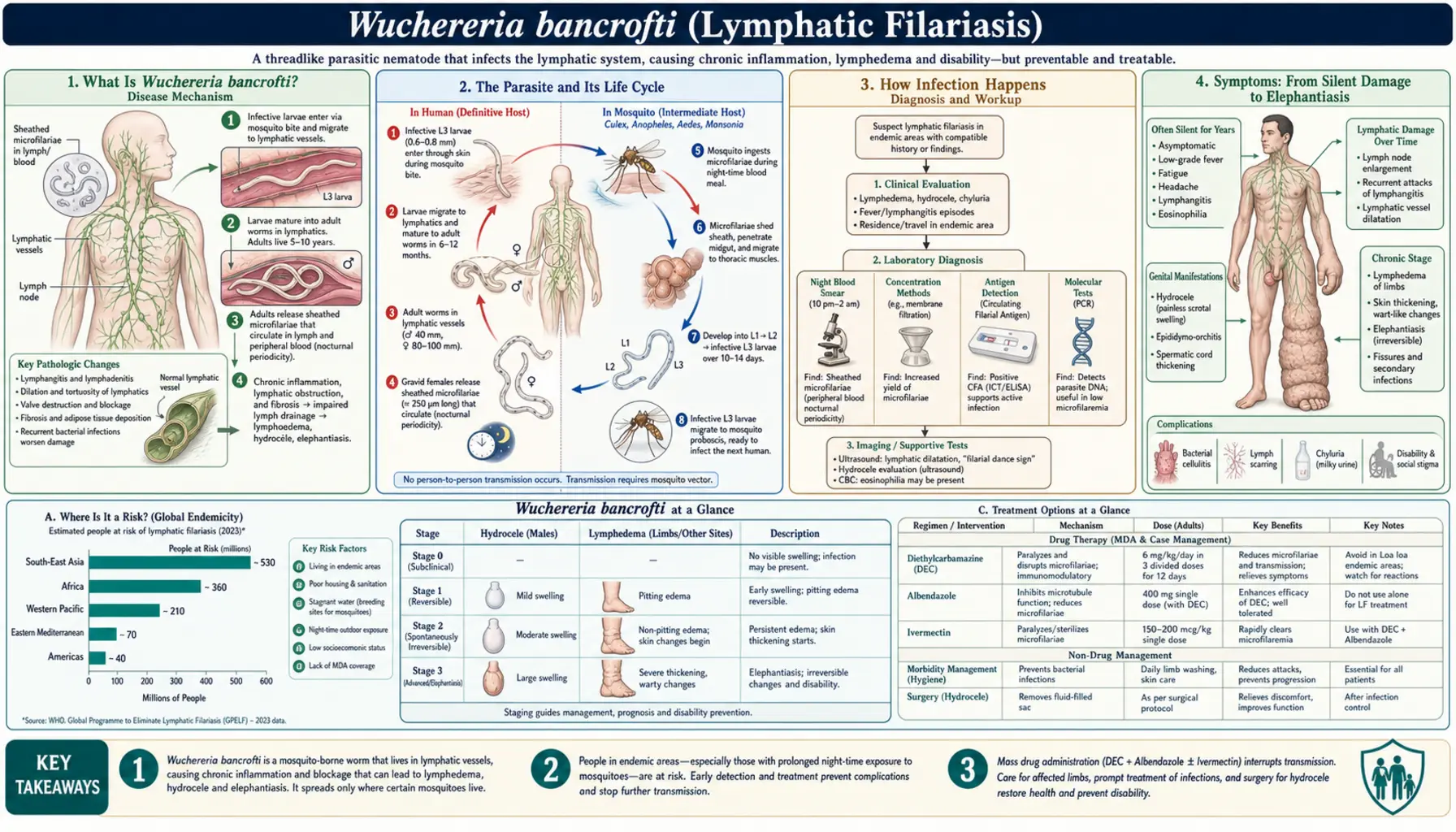 Wuchereria Bancrofti — scientific infographic poster