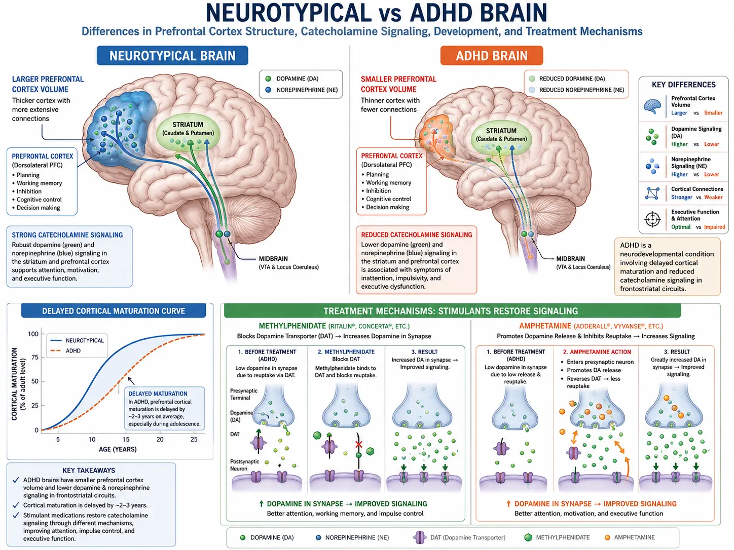 PTSD brain changes