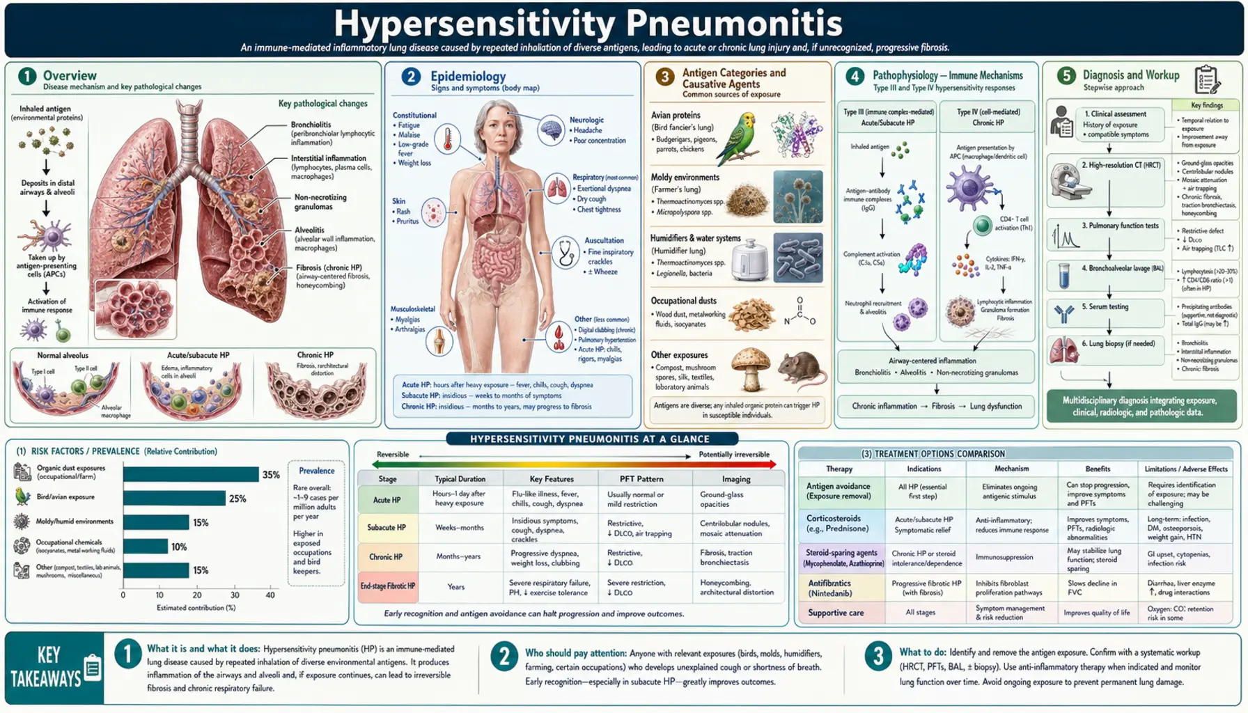 Hypersensitivity Pneumonitis — scientific infographic poster