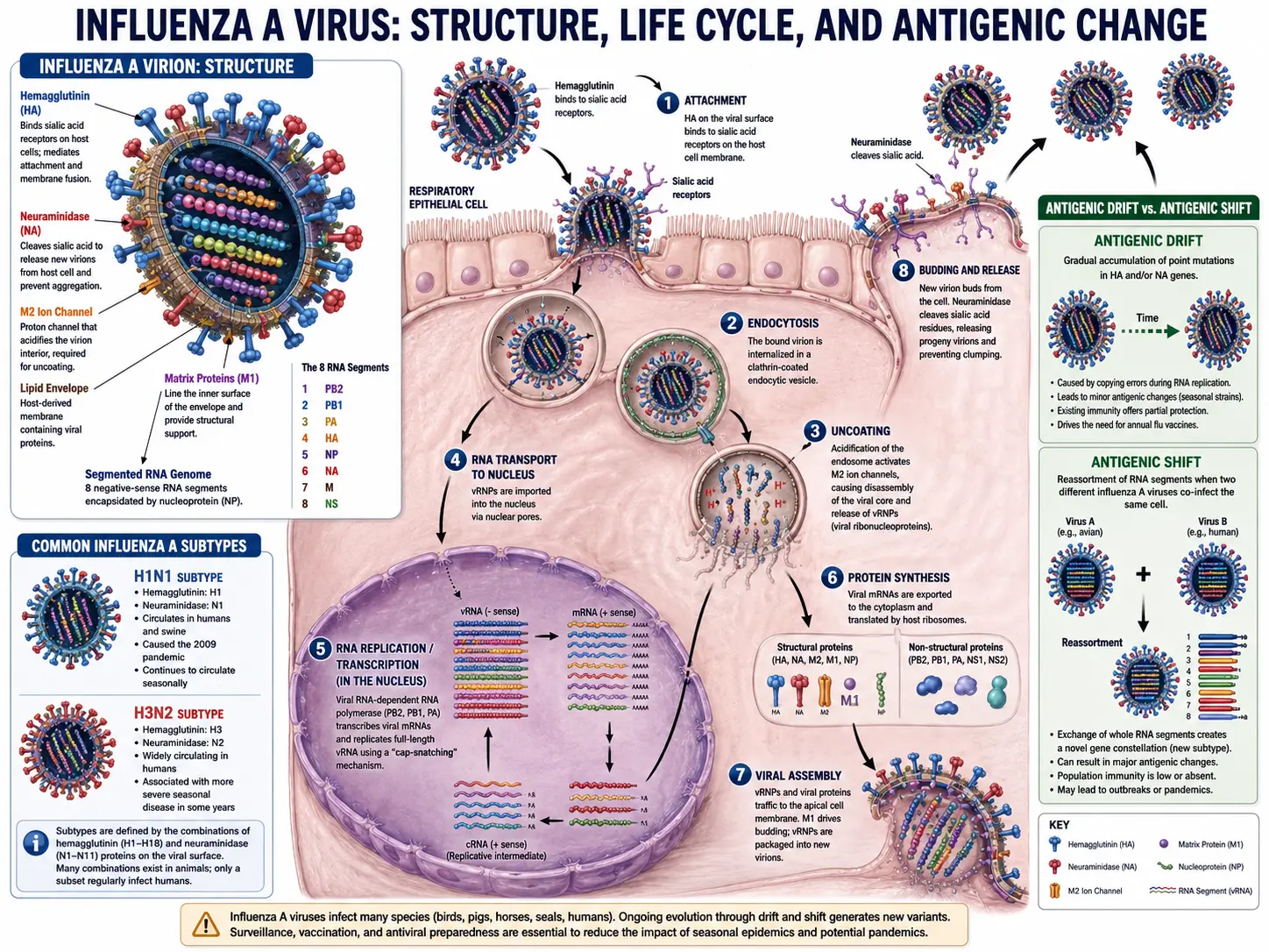 Influenza virus replication