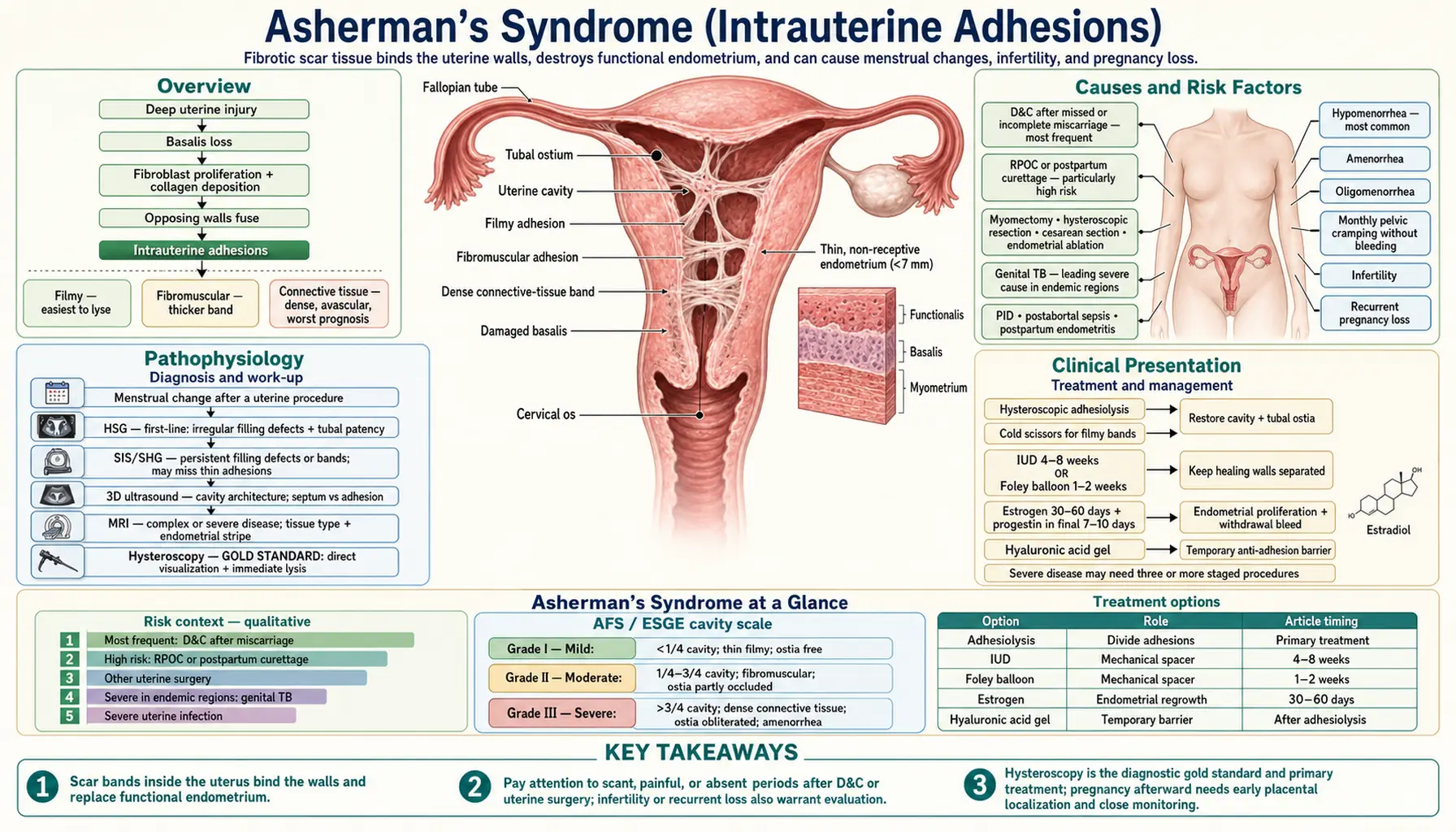 Ashermans Syndrome — scientific infographic poster