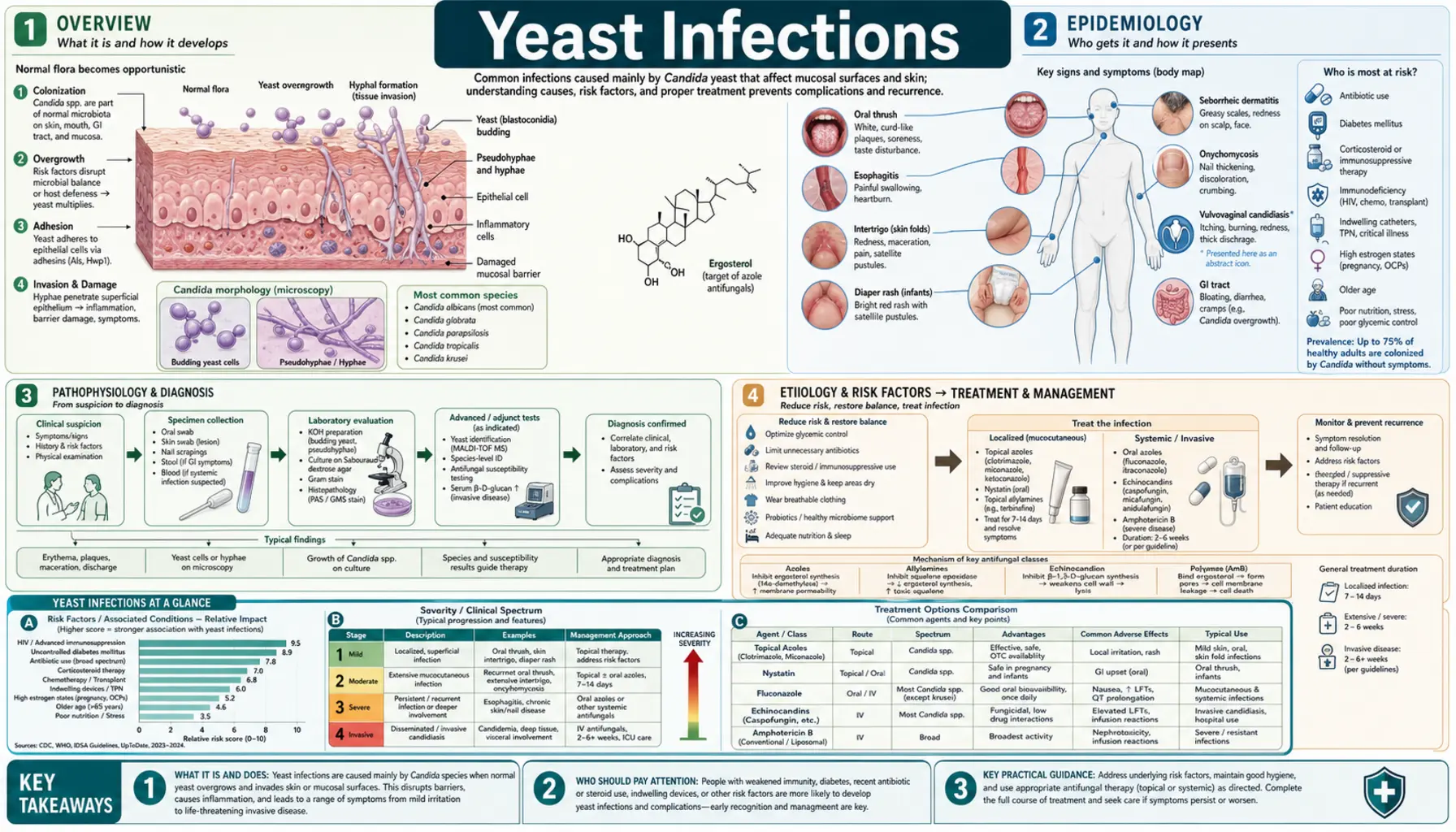 Yeast Infections — scientific infographic poster
