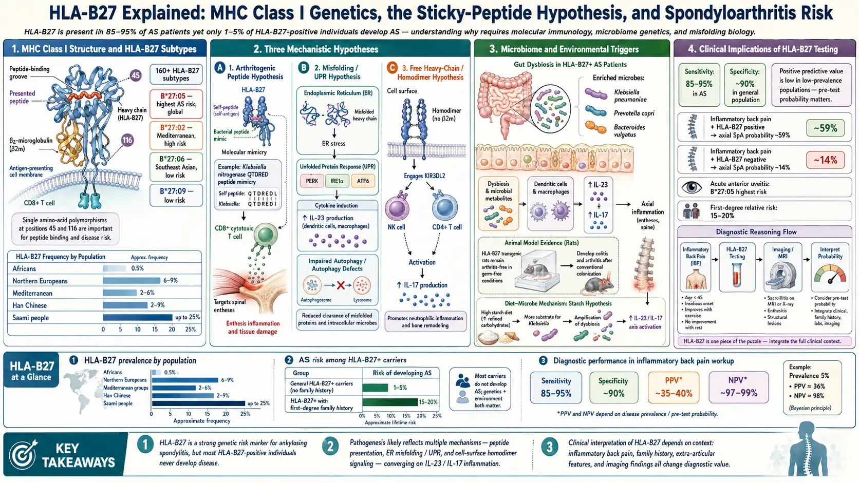HLA B27 Explained — scientific infographic poster