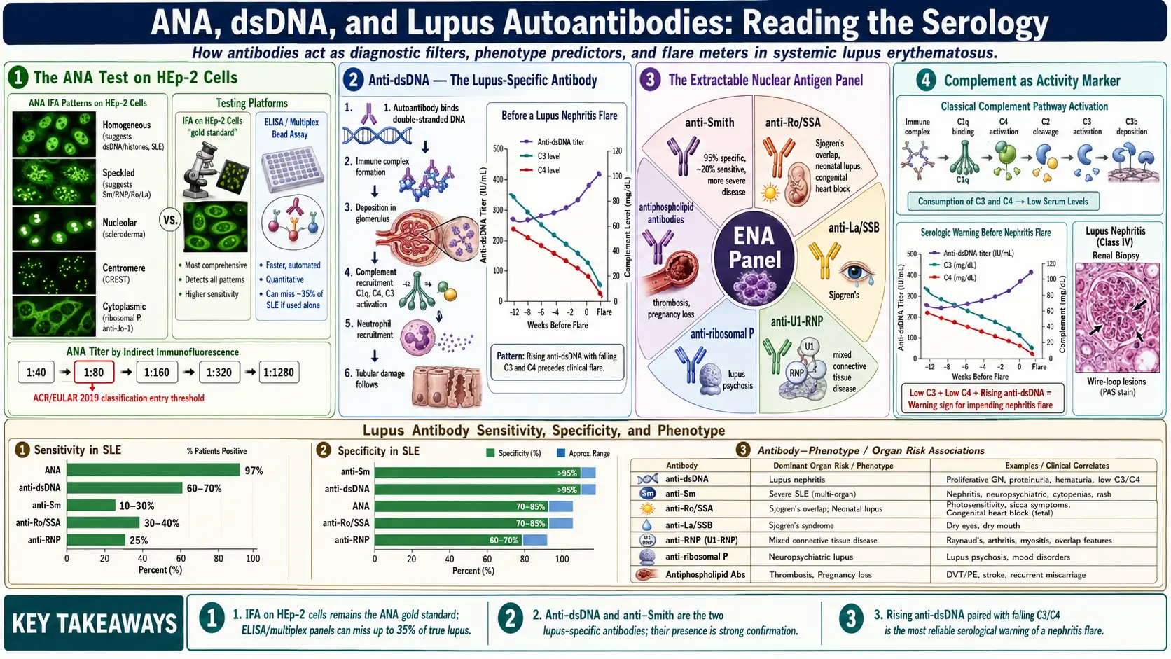 ANA dsDNA and Lupus Autoantibodies — scientific infographic poster