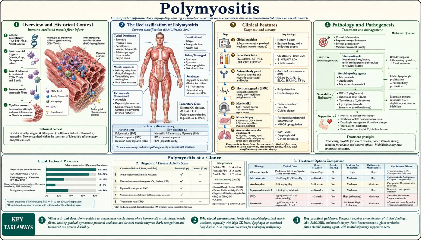 Polymyositis — scientific infographic poster