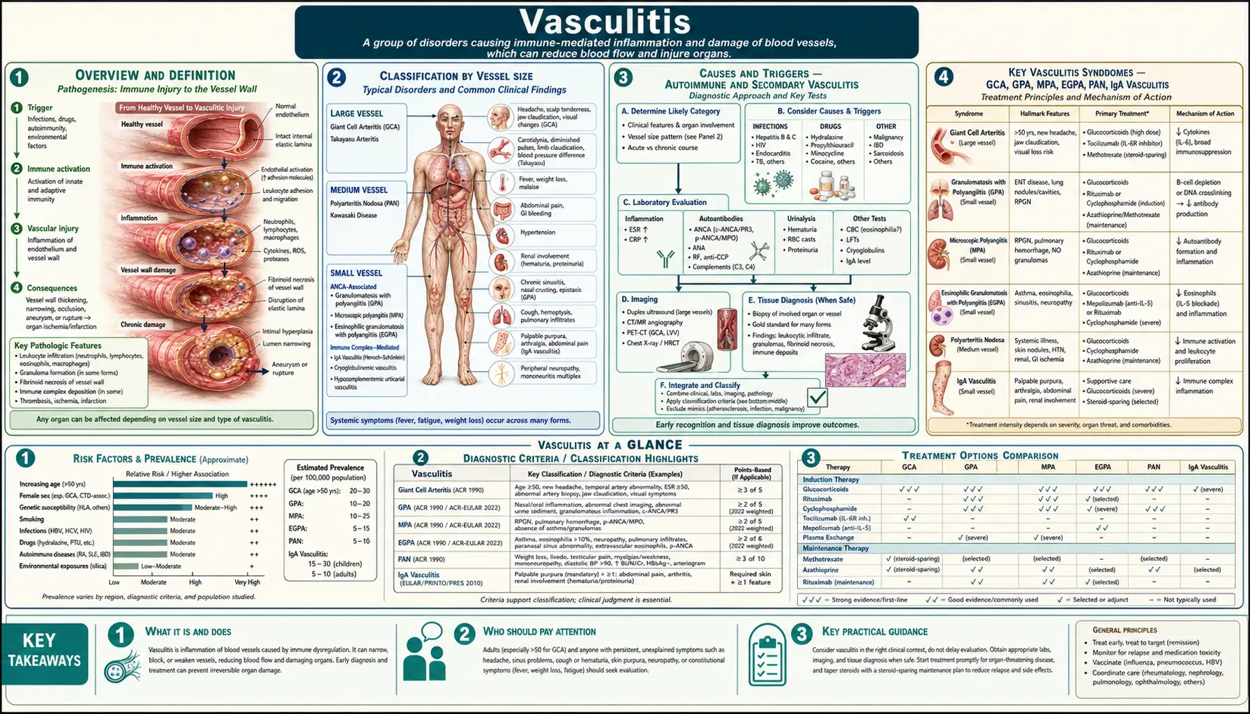 Vasculitis — scientific infographic poster