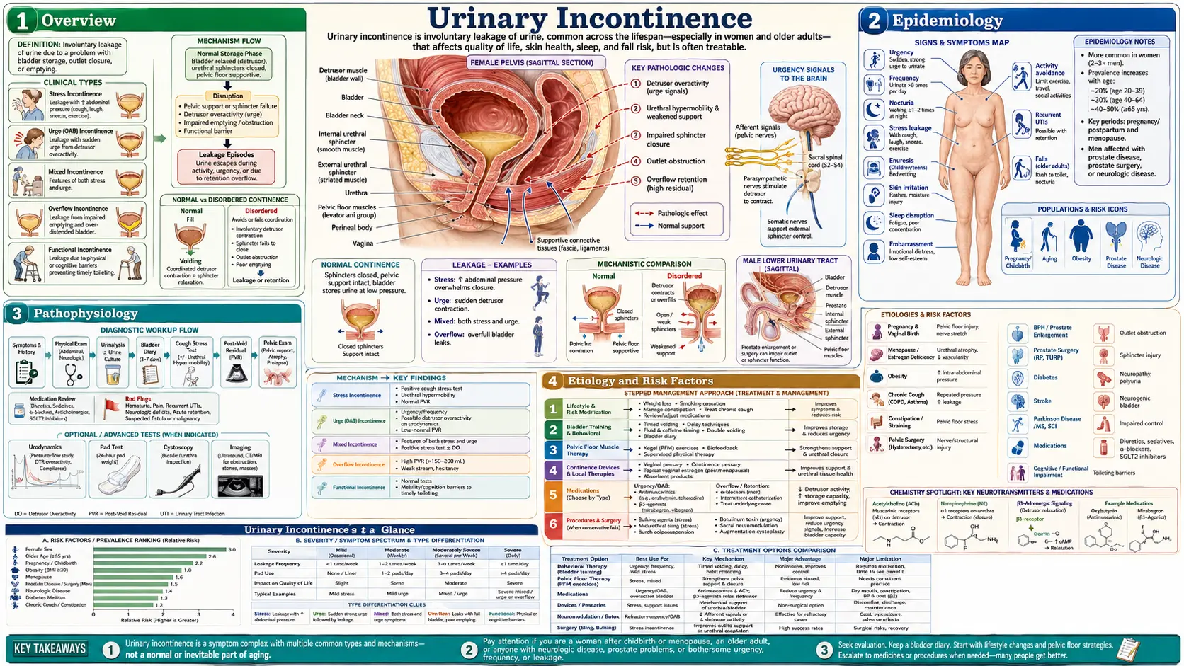 Urinary Incontinence — scientific infographic poster