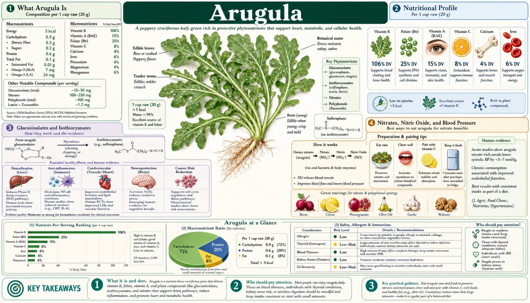 Arugula — scientific infographic poster