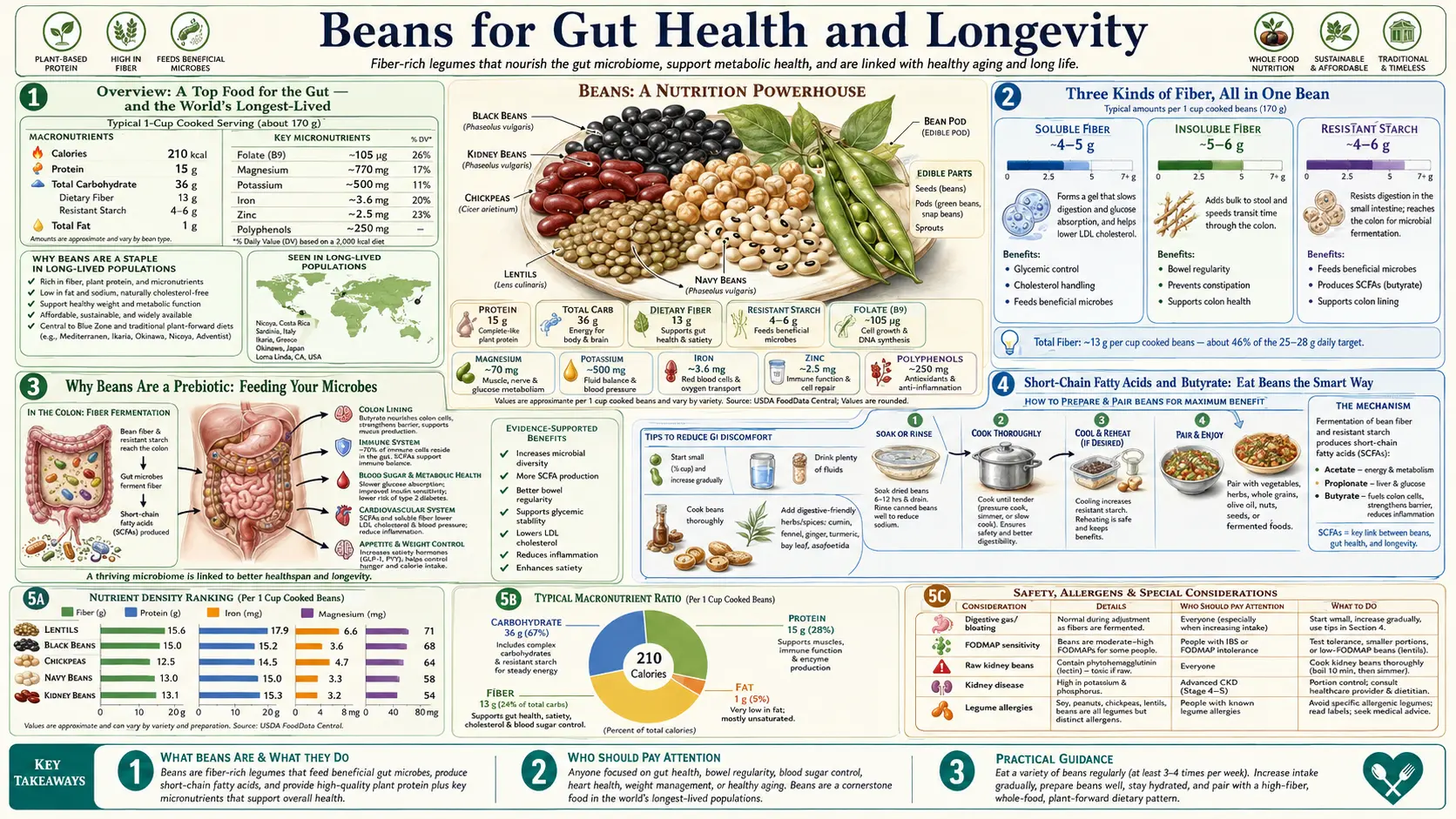 Gut Health and Longevity — scientific infographic poster