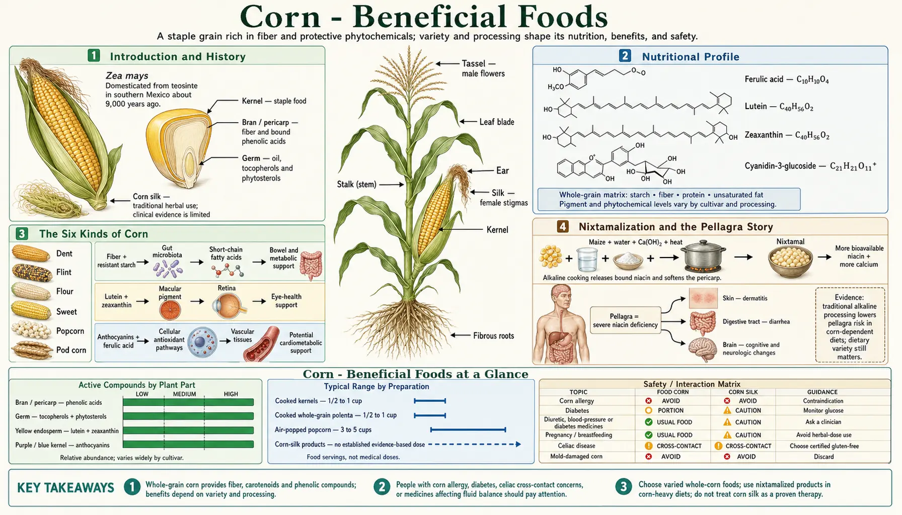 Corn — scientific infographic poster