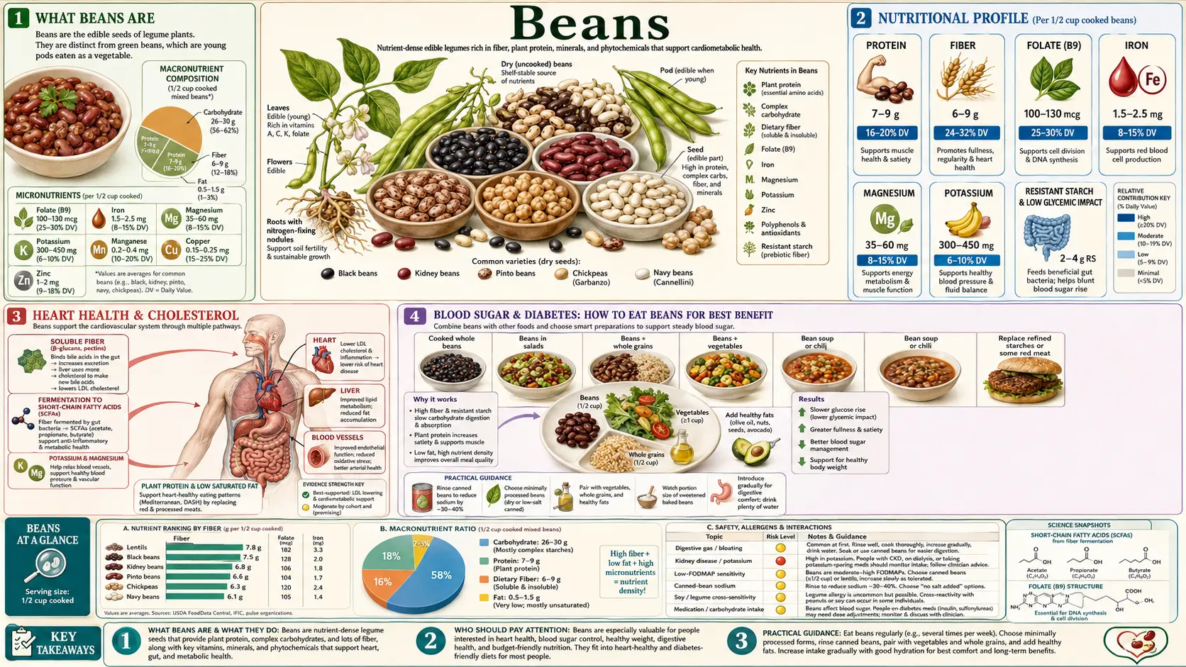 Beans — scientific infographic poster