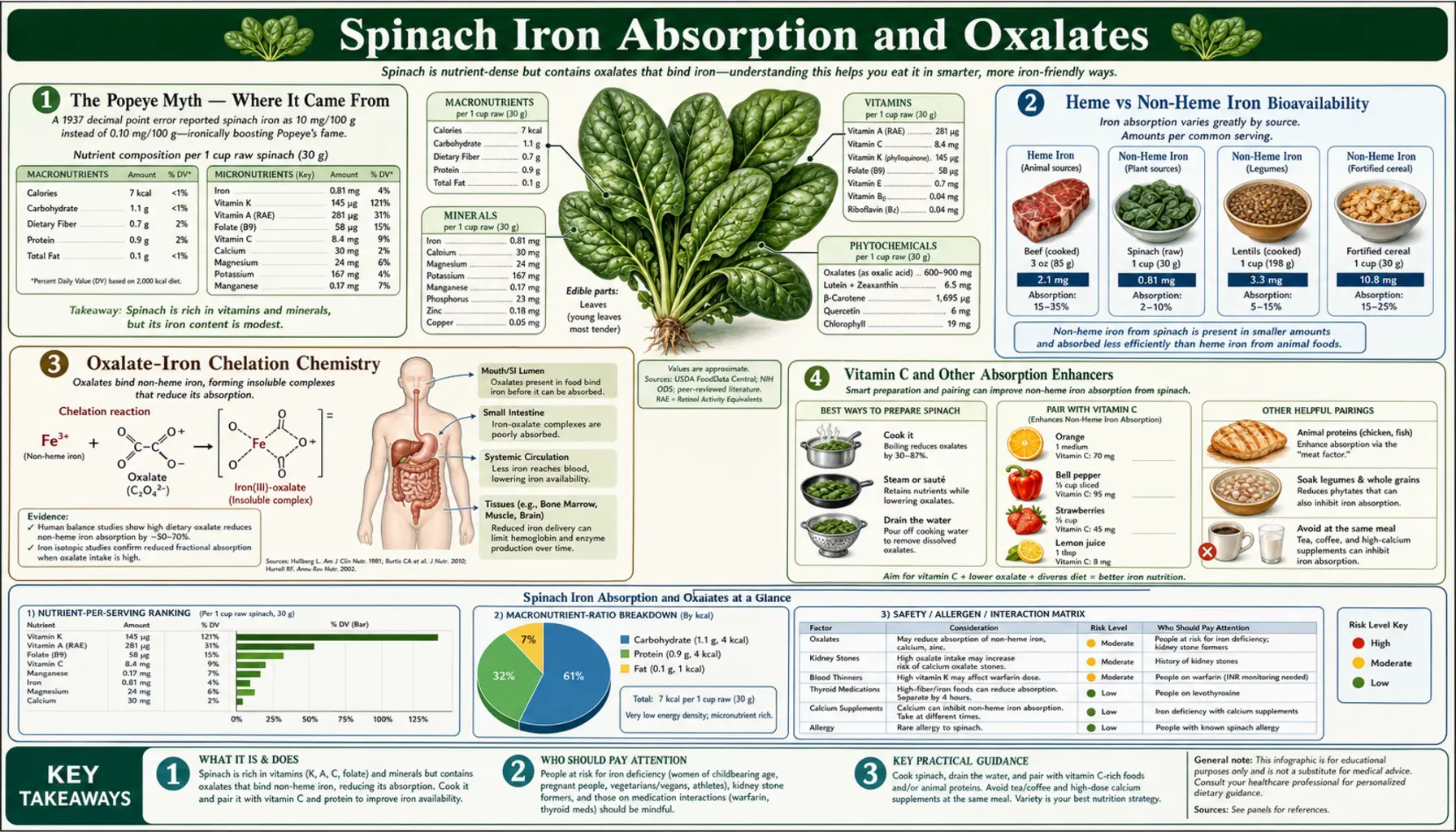 Iron Absorption and Oxalates — scientific infographic poster