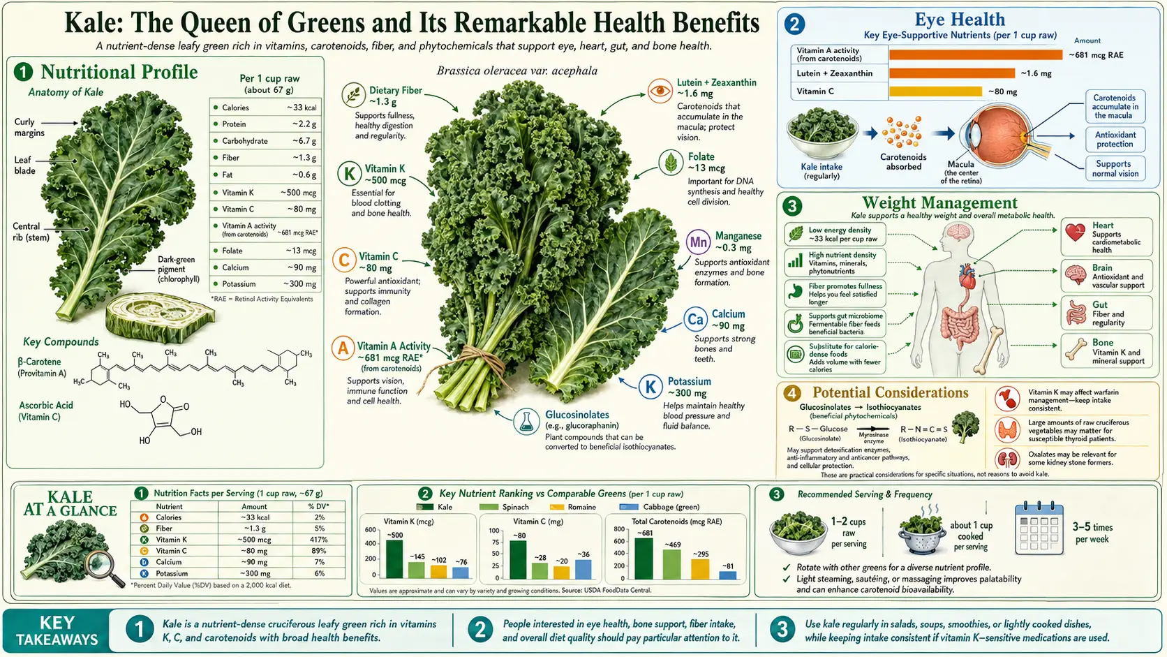 Kale — scientific infographic poster
