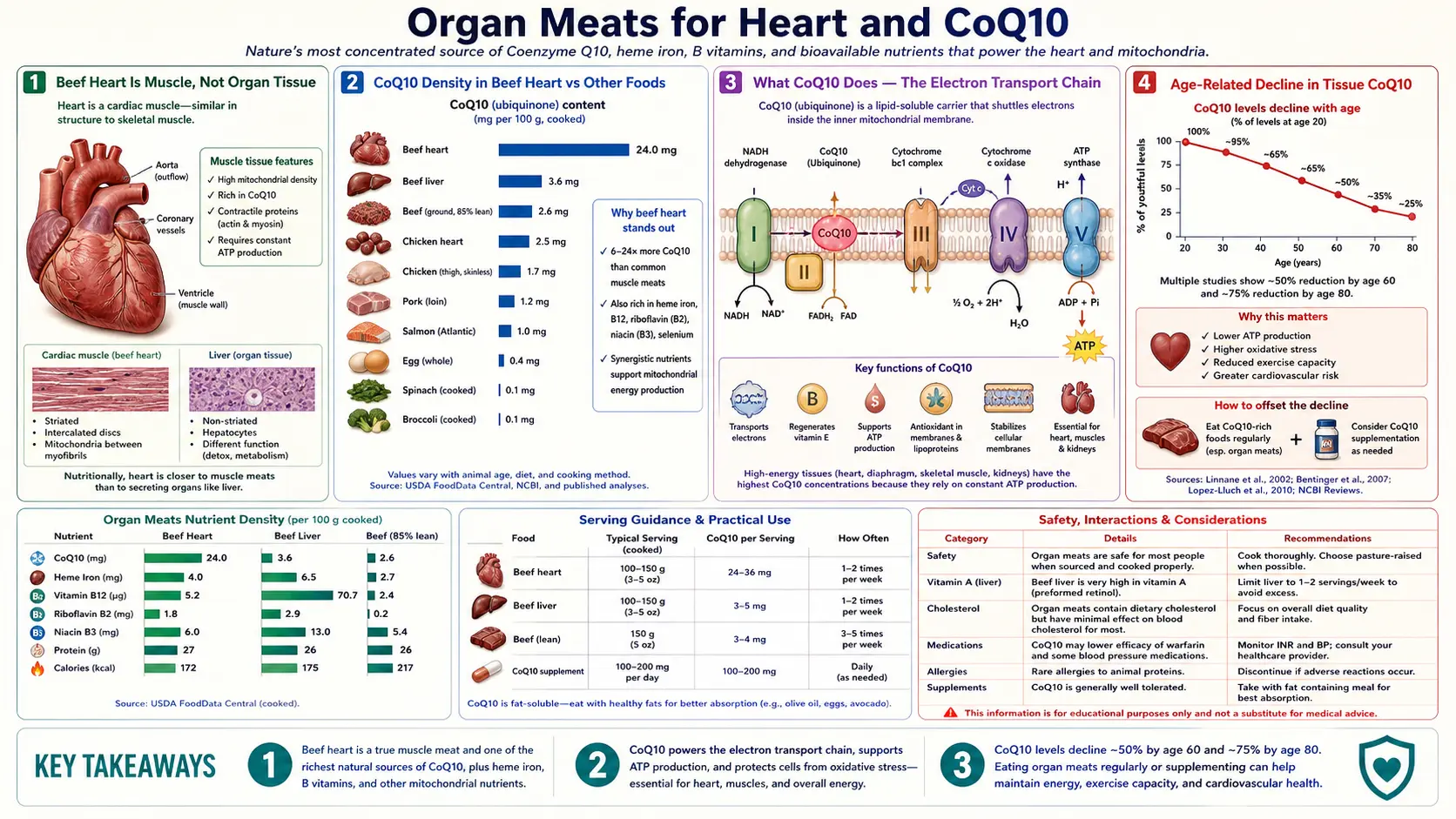 Heart and CoQ10 — scientific infographic poster
