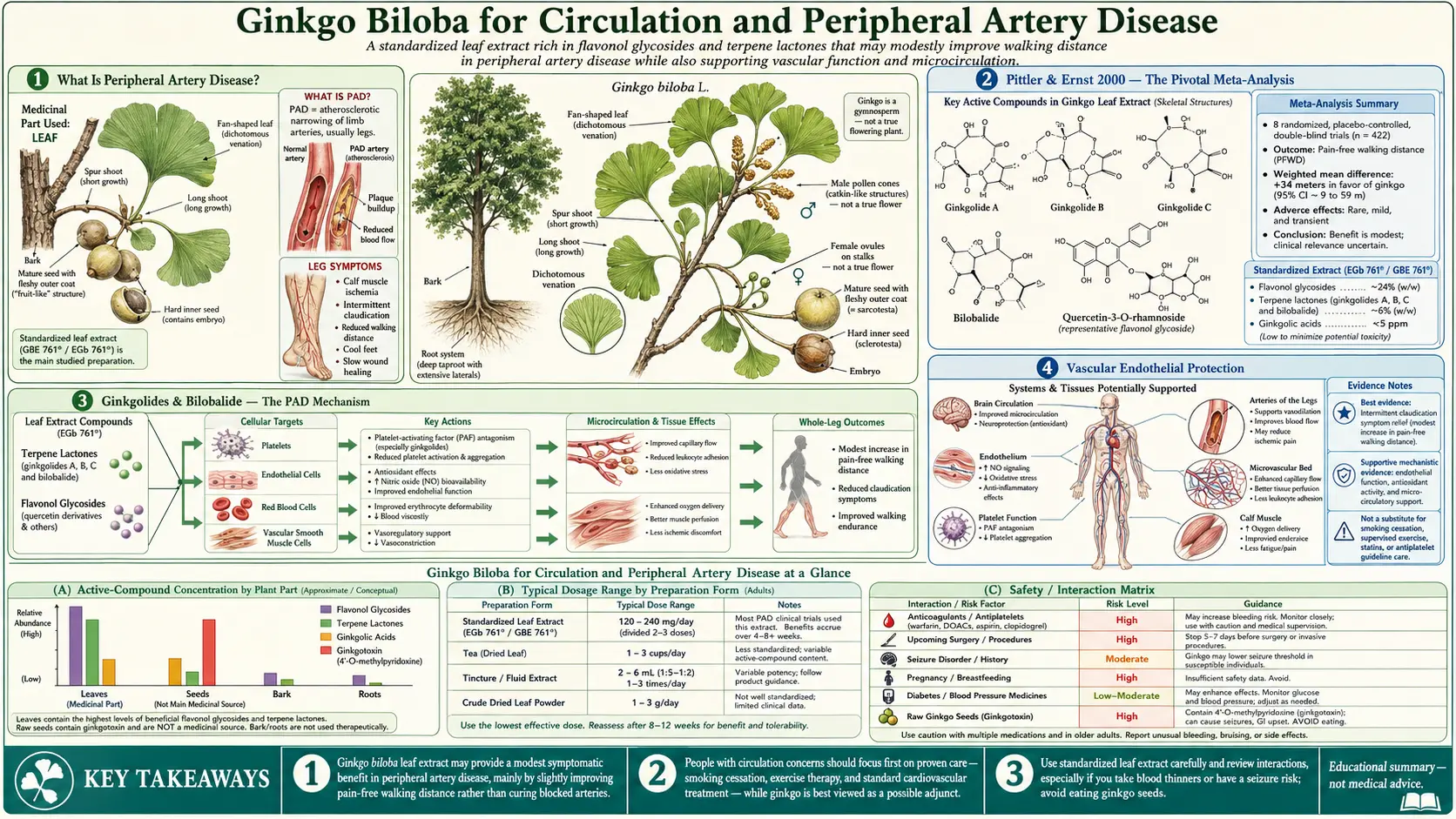Circulation and PAD — scientific infographic poster