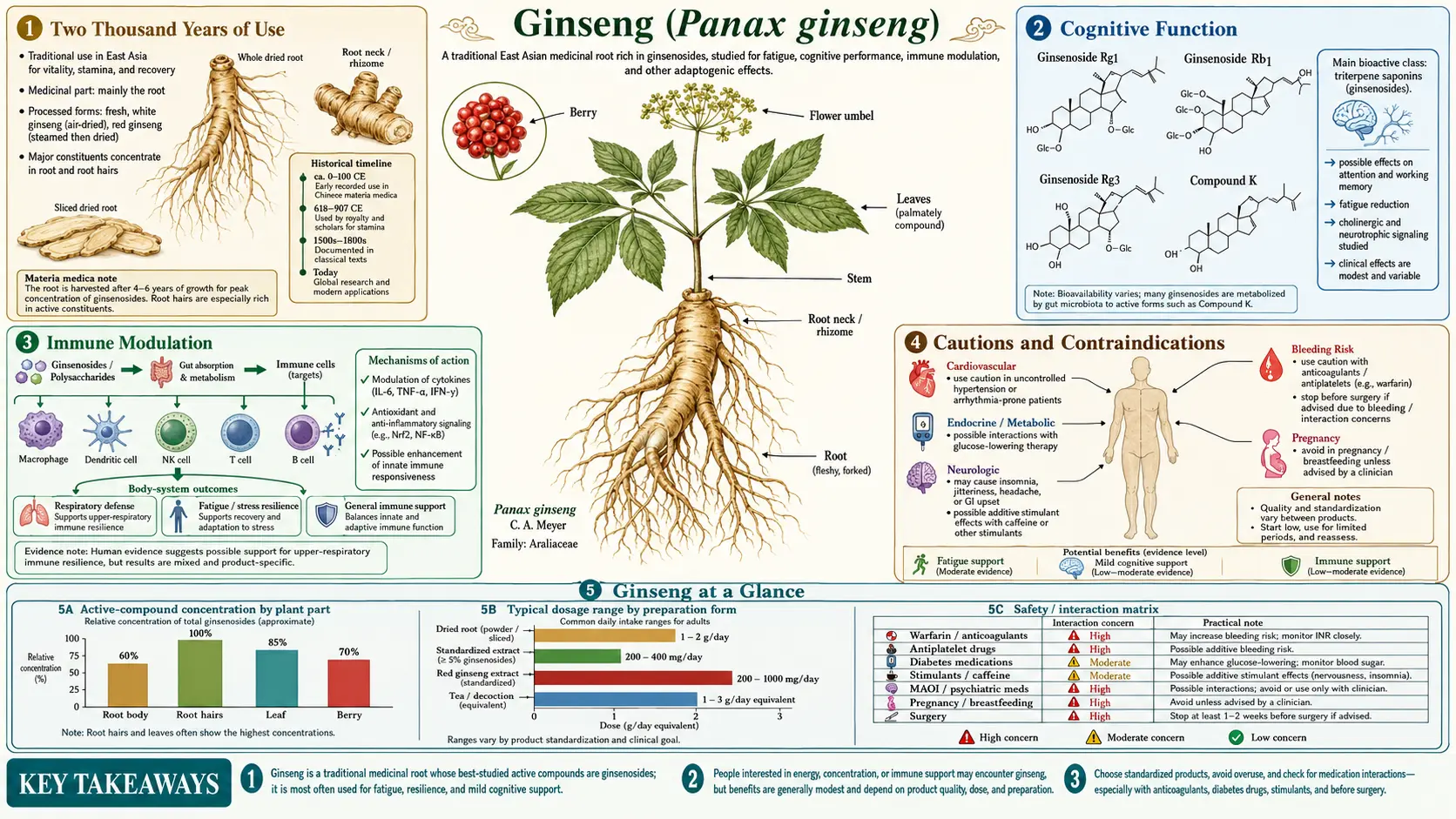 Ginseng — scientific infographic poster