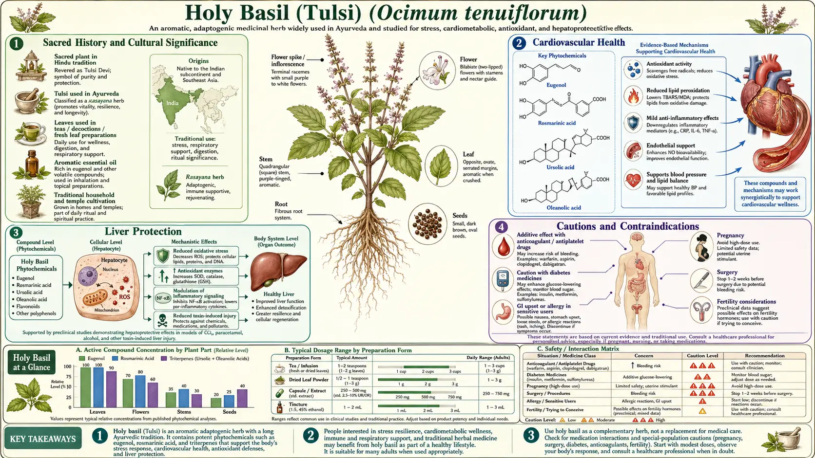 Holy Basil — scientific infographic poster