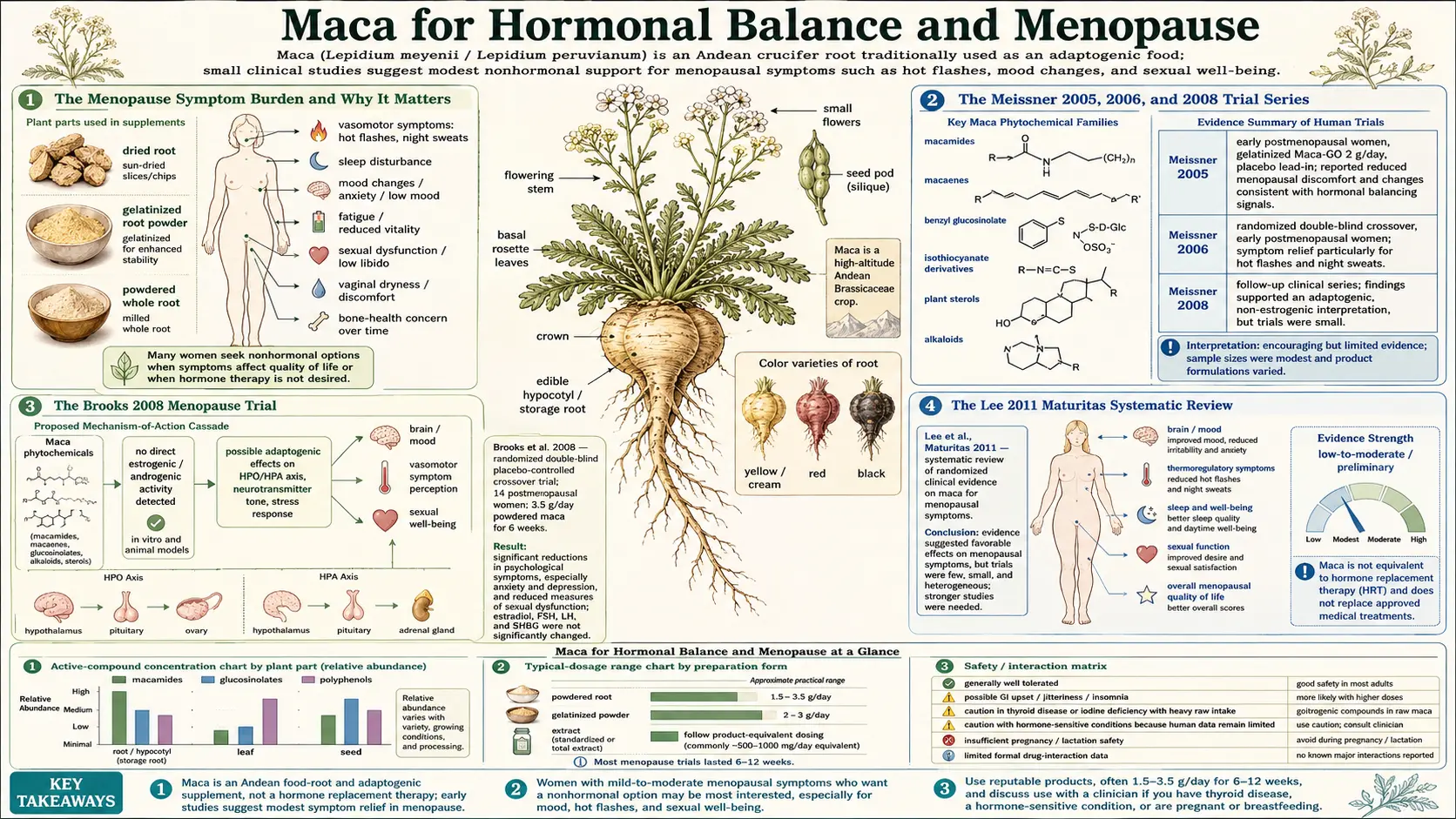 Hormonal Balance Menopause — scientific infographic poster
