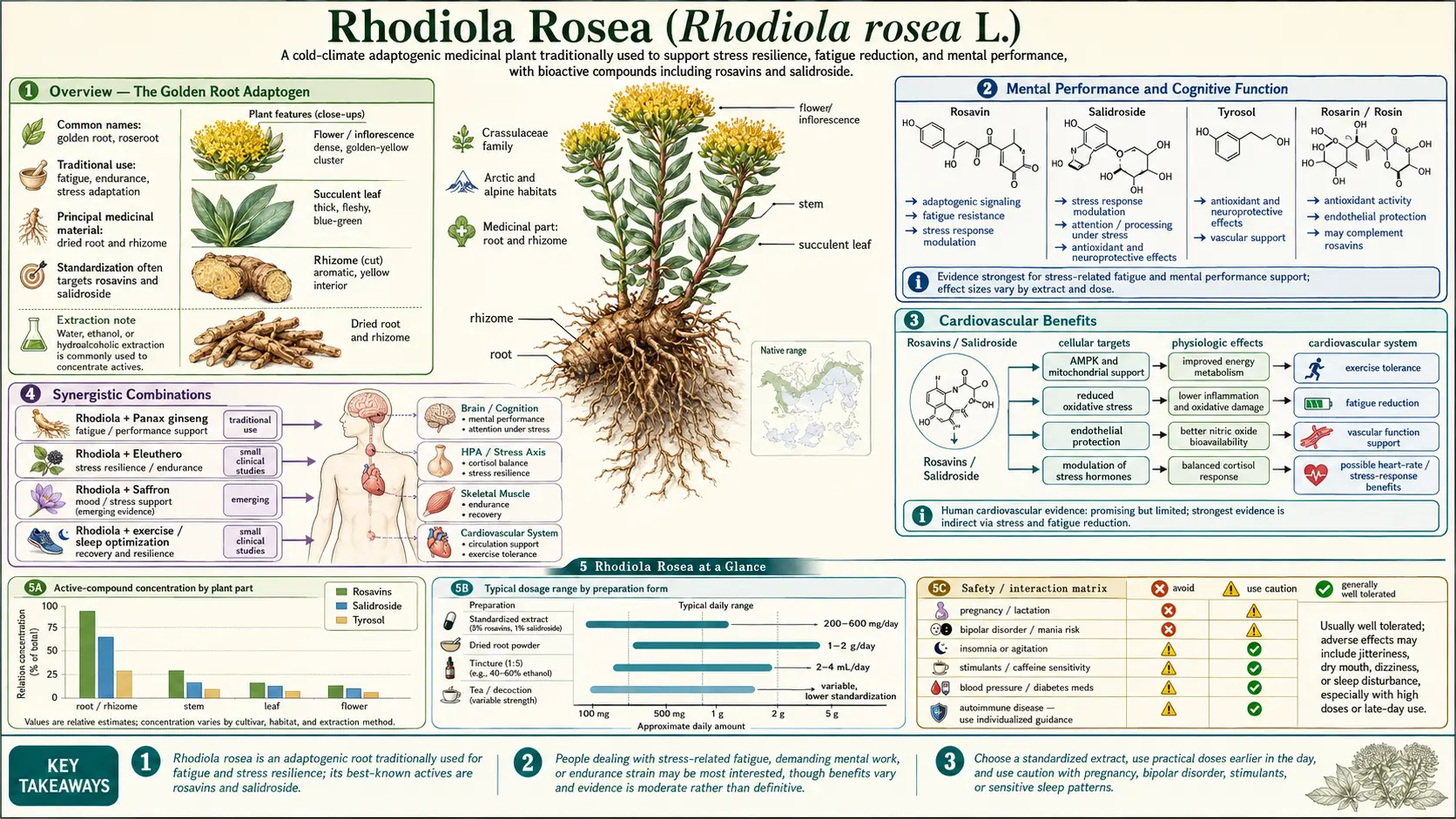 Rhodiola Rosea — scientific infographic poster