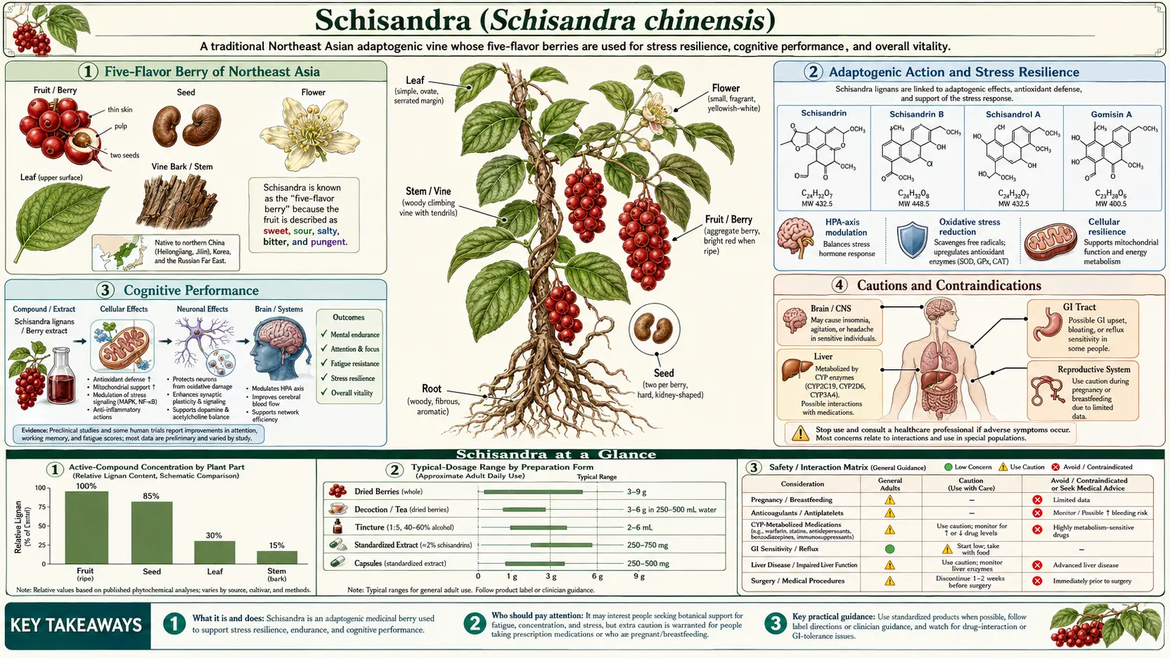 Schisandra — scientific infographic poster