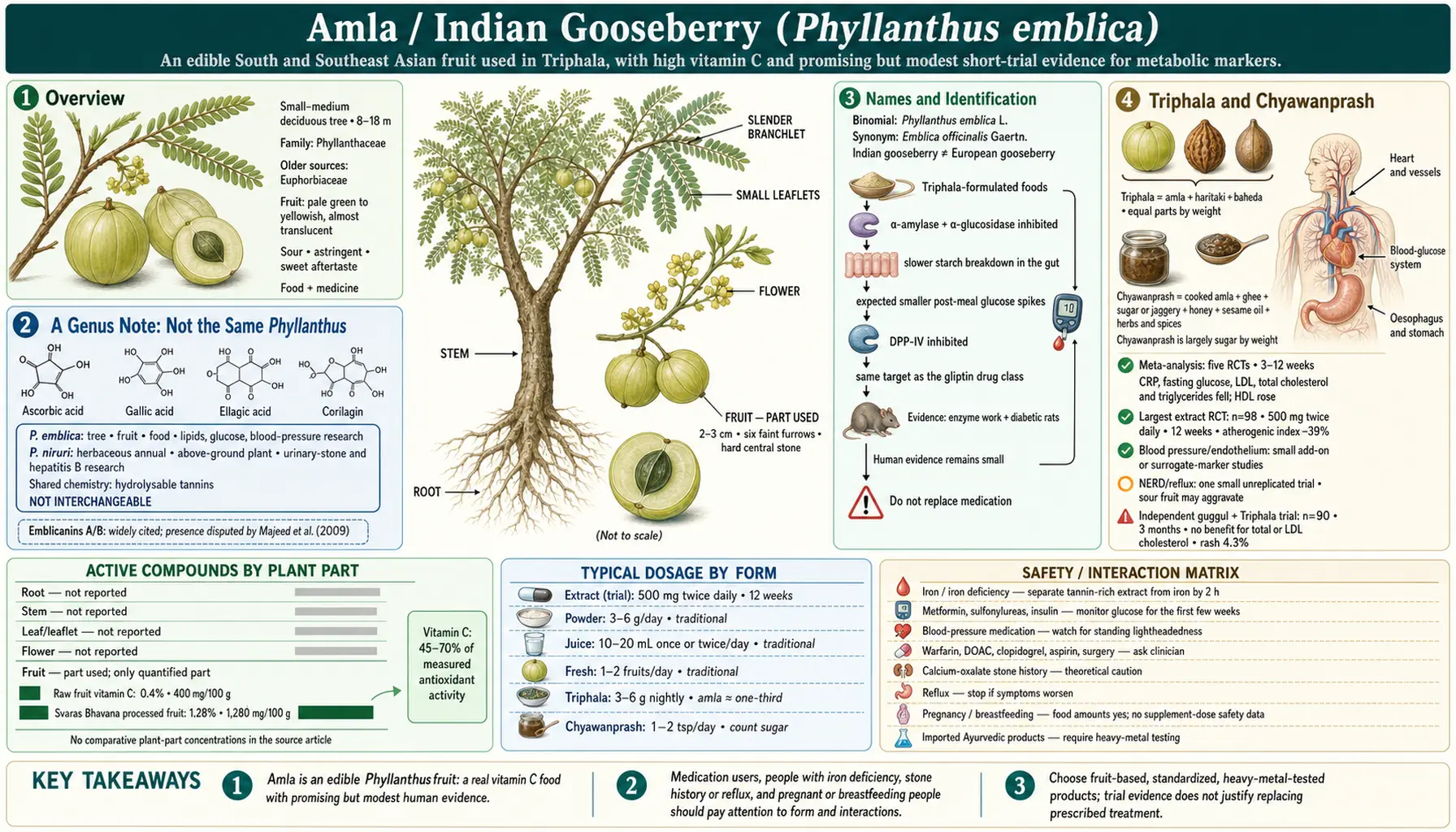 Amla — scientific infographic poster