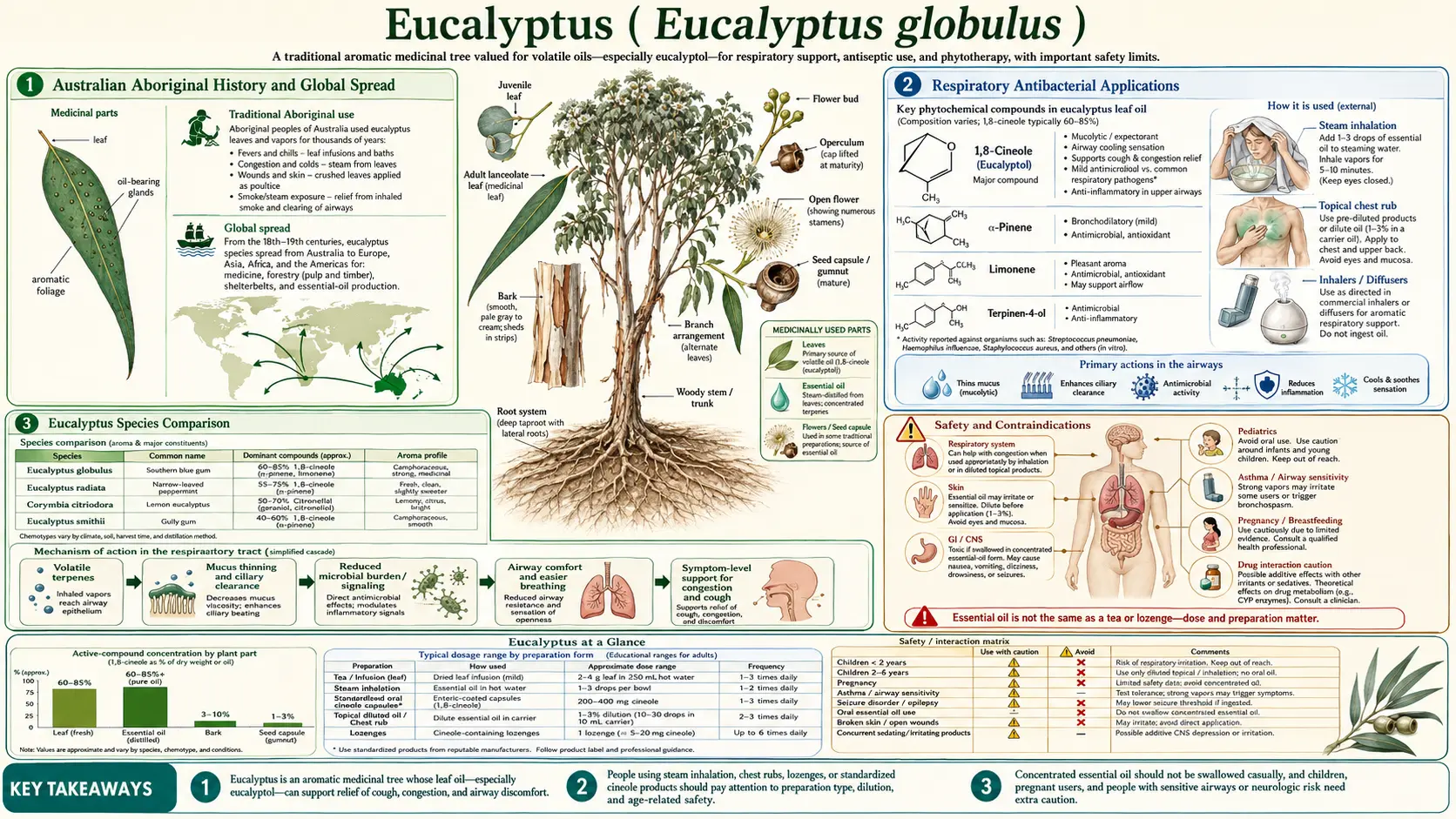 Eucalyptus — scientific infographic poster