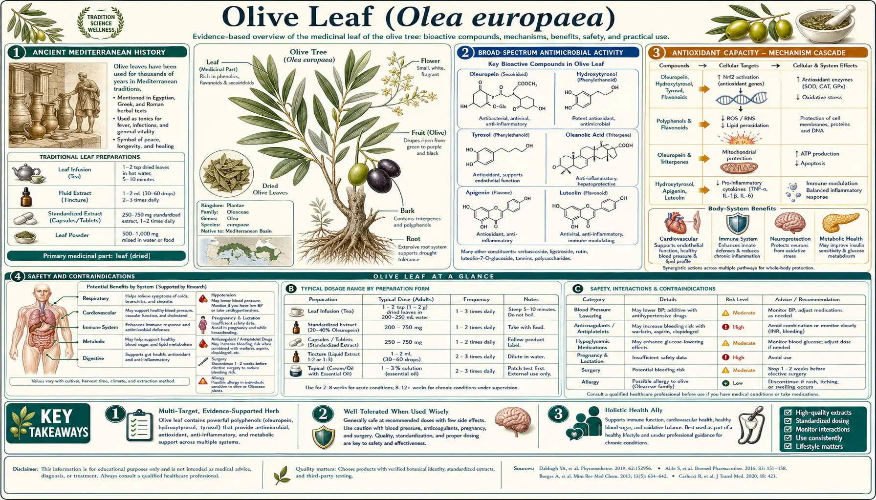 Olive Leaf — scientific infographic poster