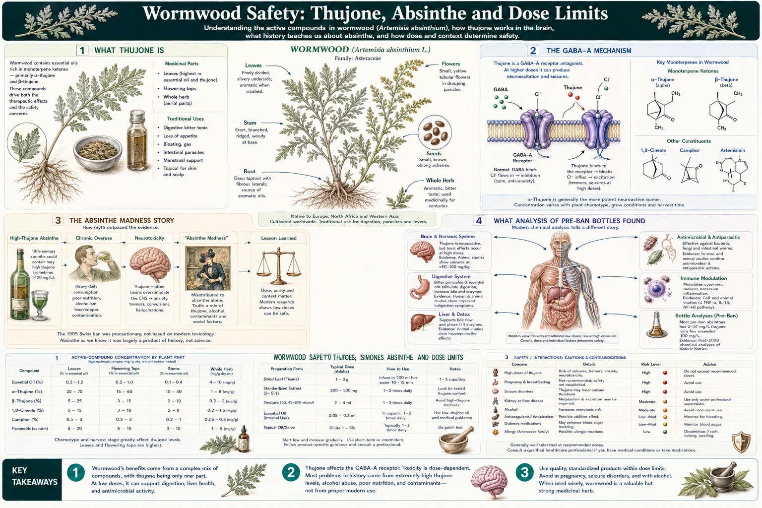 Thujone Absinthe and Safety — scientific infographic poster