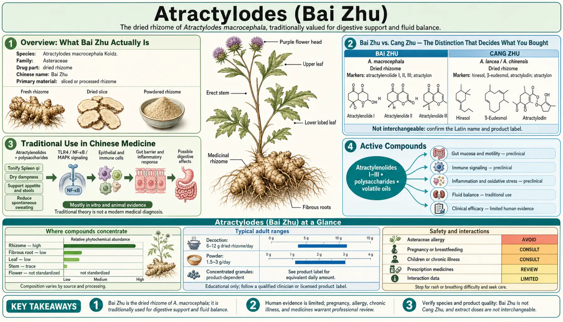 Atractylodes — scientific infographic poster